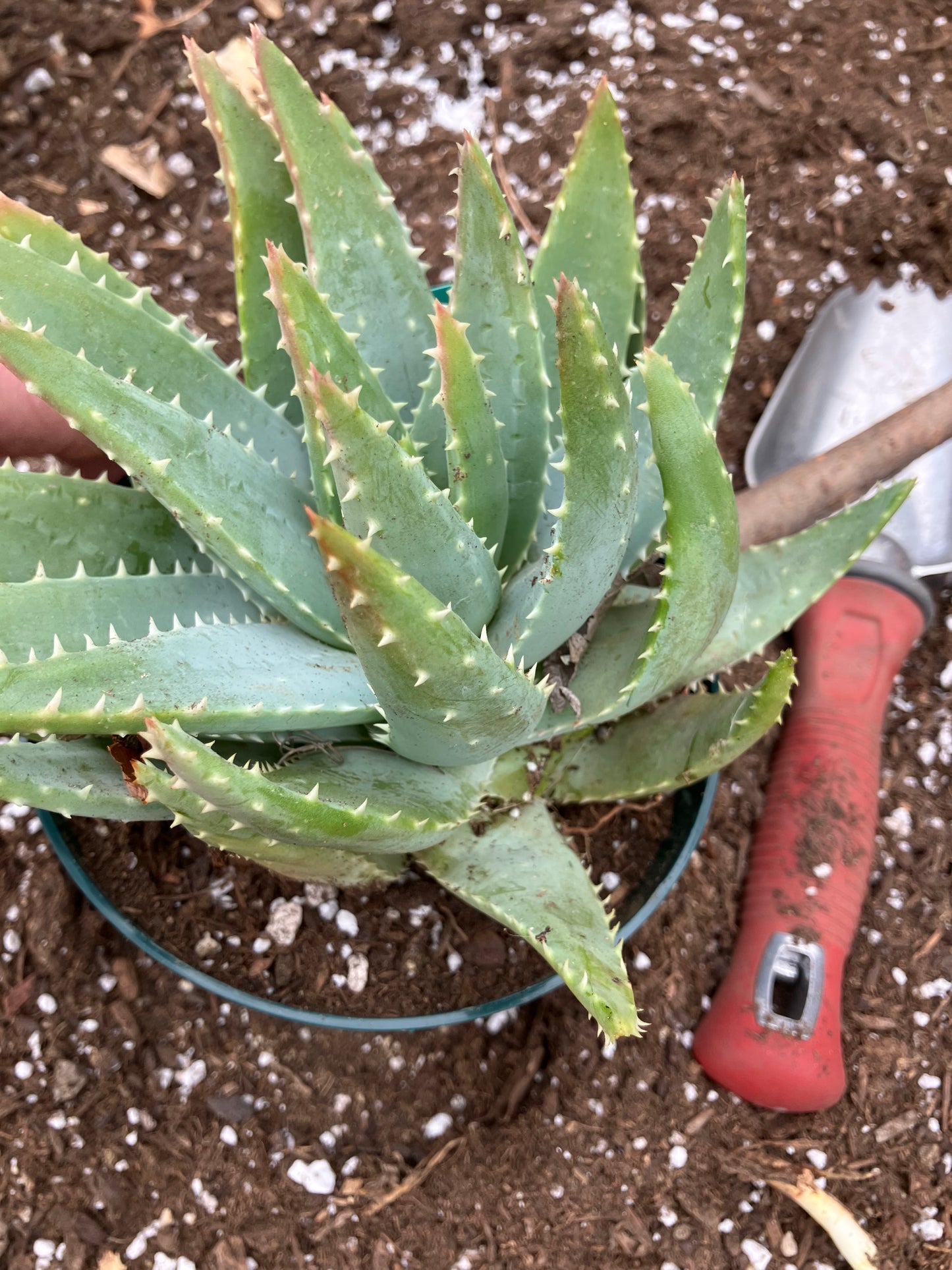 Aloe maculata Soap Aloe 8"Wide Succulent Cactus #8G