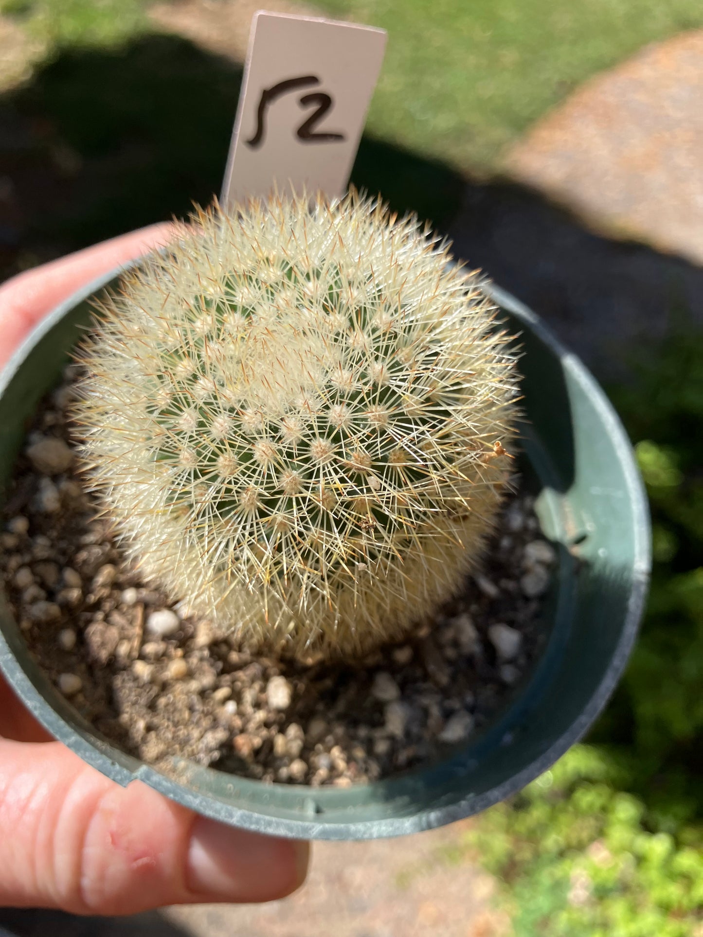 Notocactus Parodia scopa Silver Ball/Snowball Cactus 2.5" Tall #52W