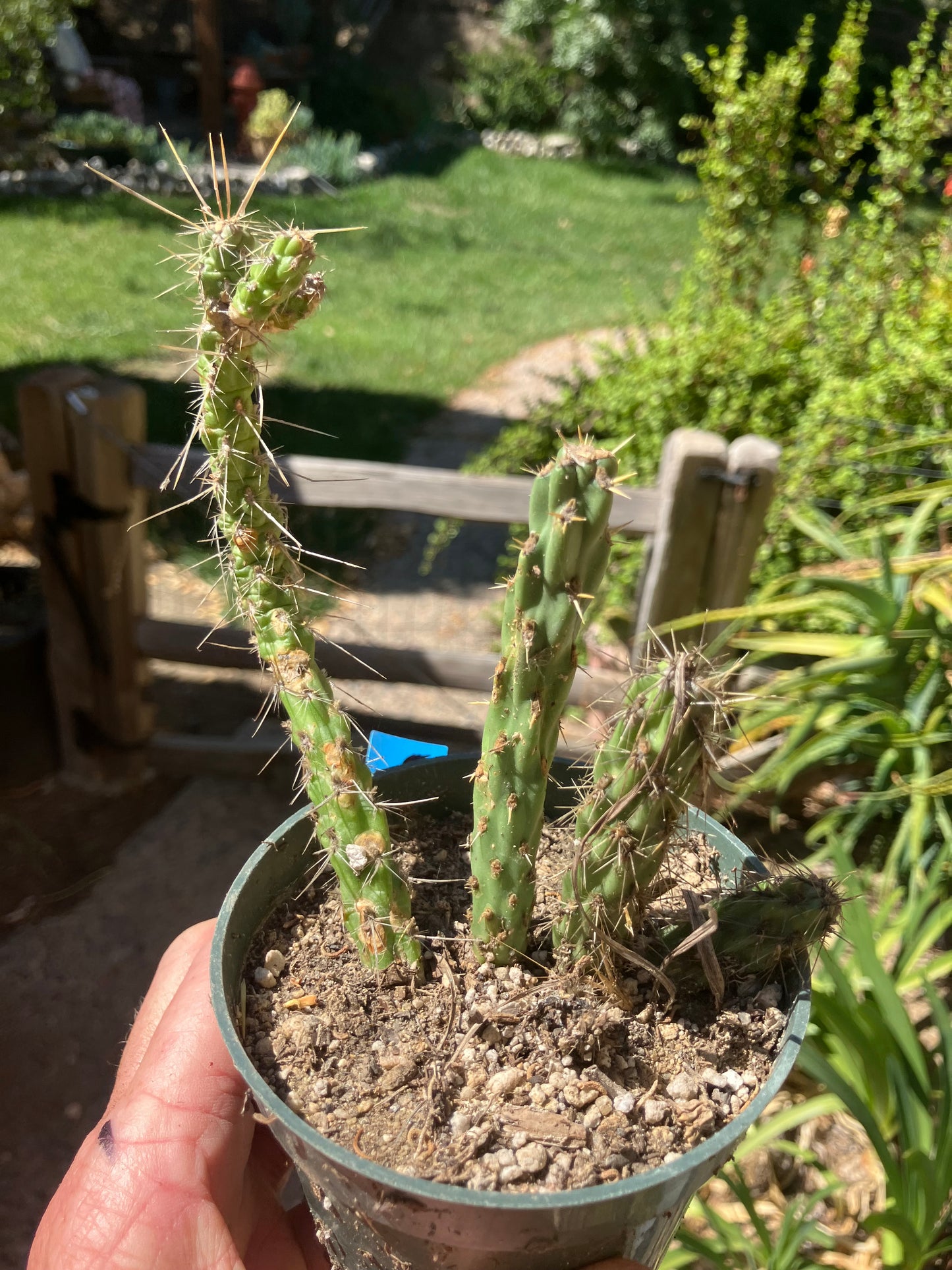 Cholla Cylindropuntia Buckhorn Cactus 5”Tall #051B