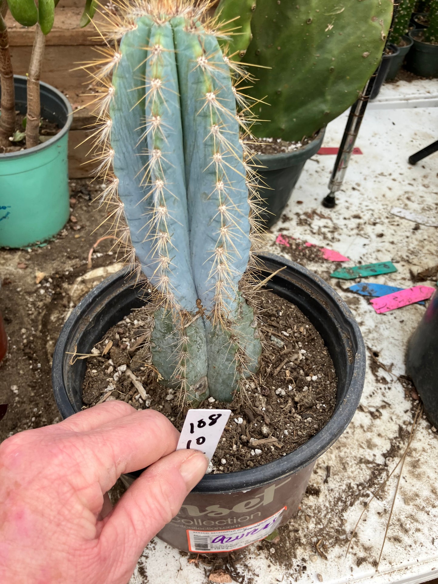 Pilosocereus Blue Azureus Cactus 10" Tall 8.5"Circumference #108W