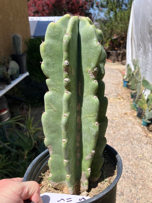 Cereus Peruvianus Night Blooming 11"Tall #515W