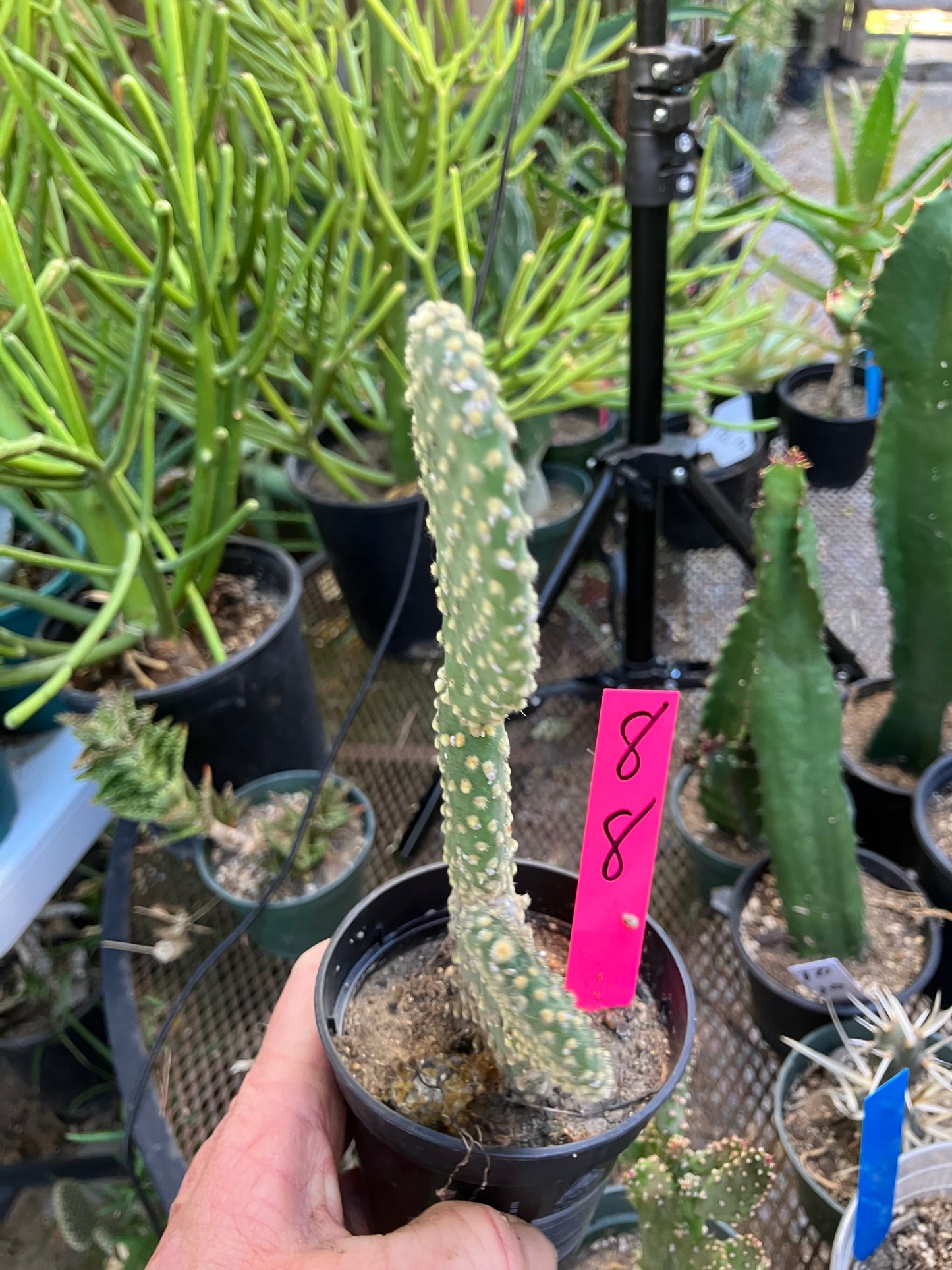Opuntia microdasys Off White Bunny 8"Tall #8P