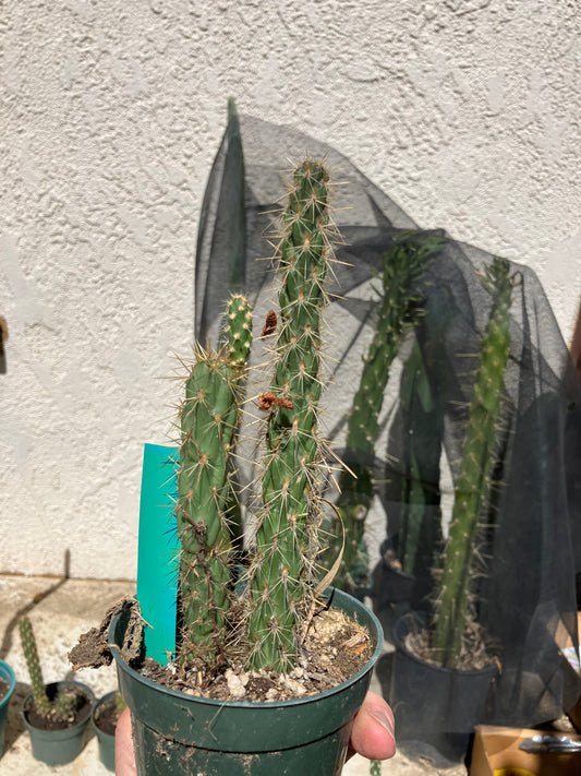 Cholla Cylindropuntia  Buckhorn  Cactus 7.5”Tall #57G