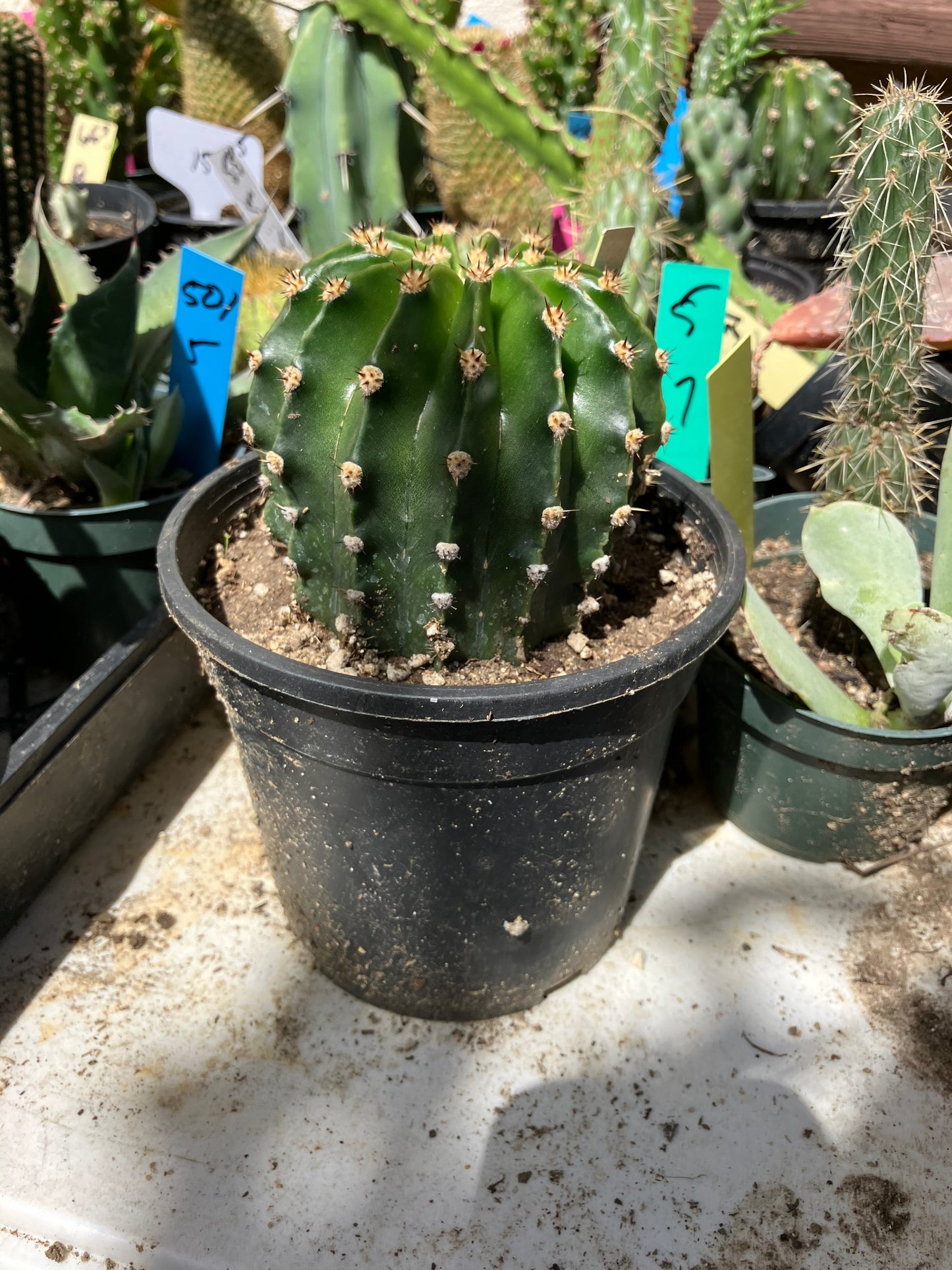 Echinopsis oxygona Salmon Easter Lily 3" Diameter