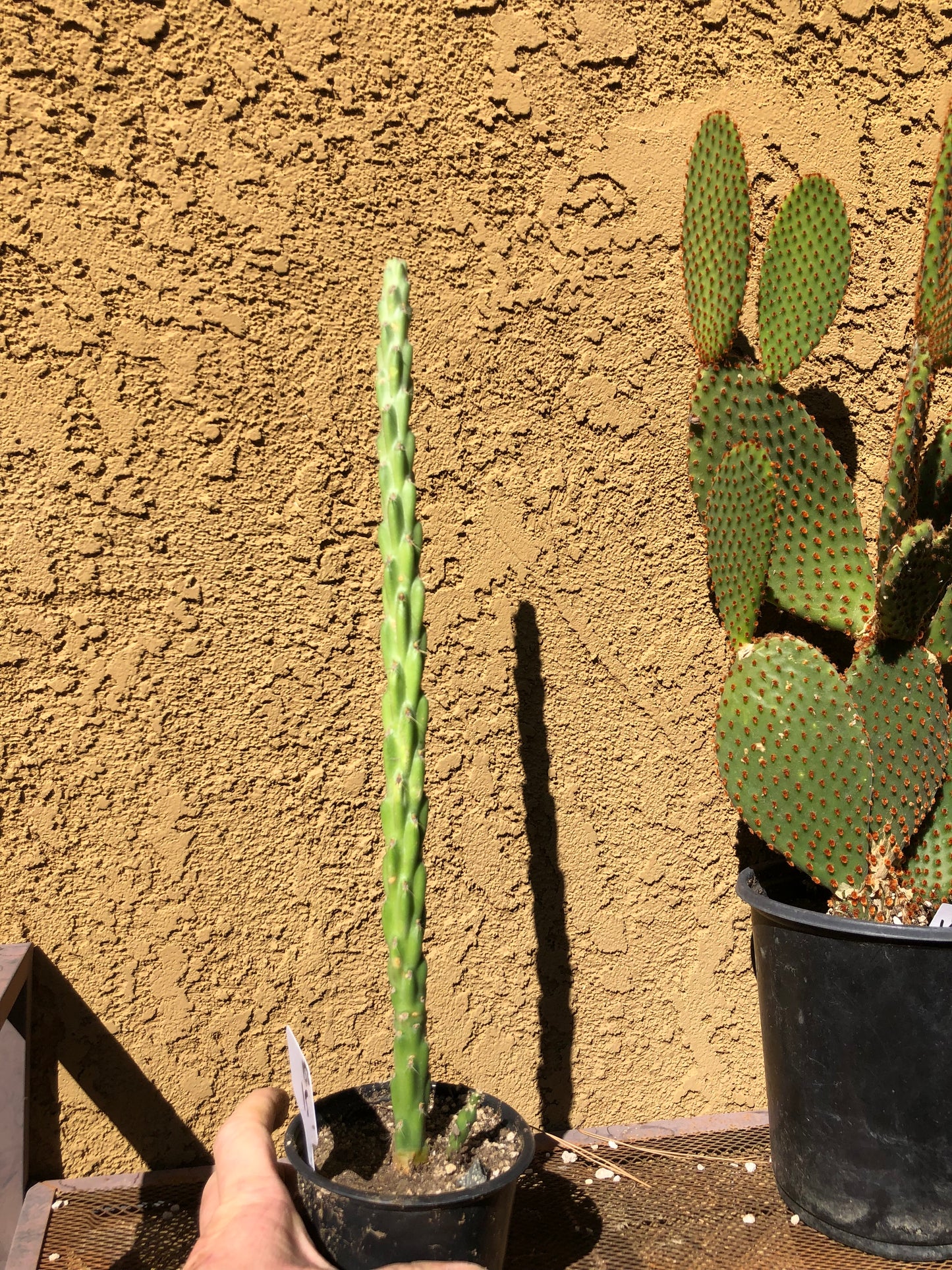 Cholla Cylindropuntia  Buckhorn Cactus 15”Tall #150W
