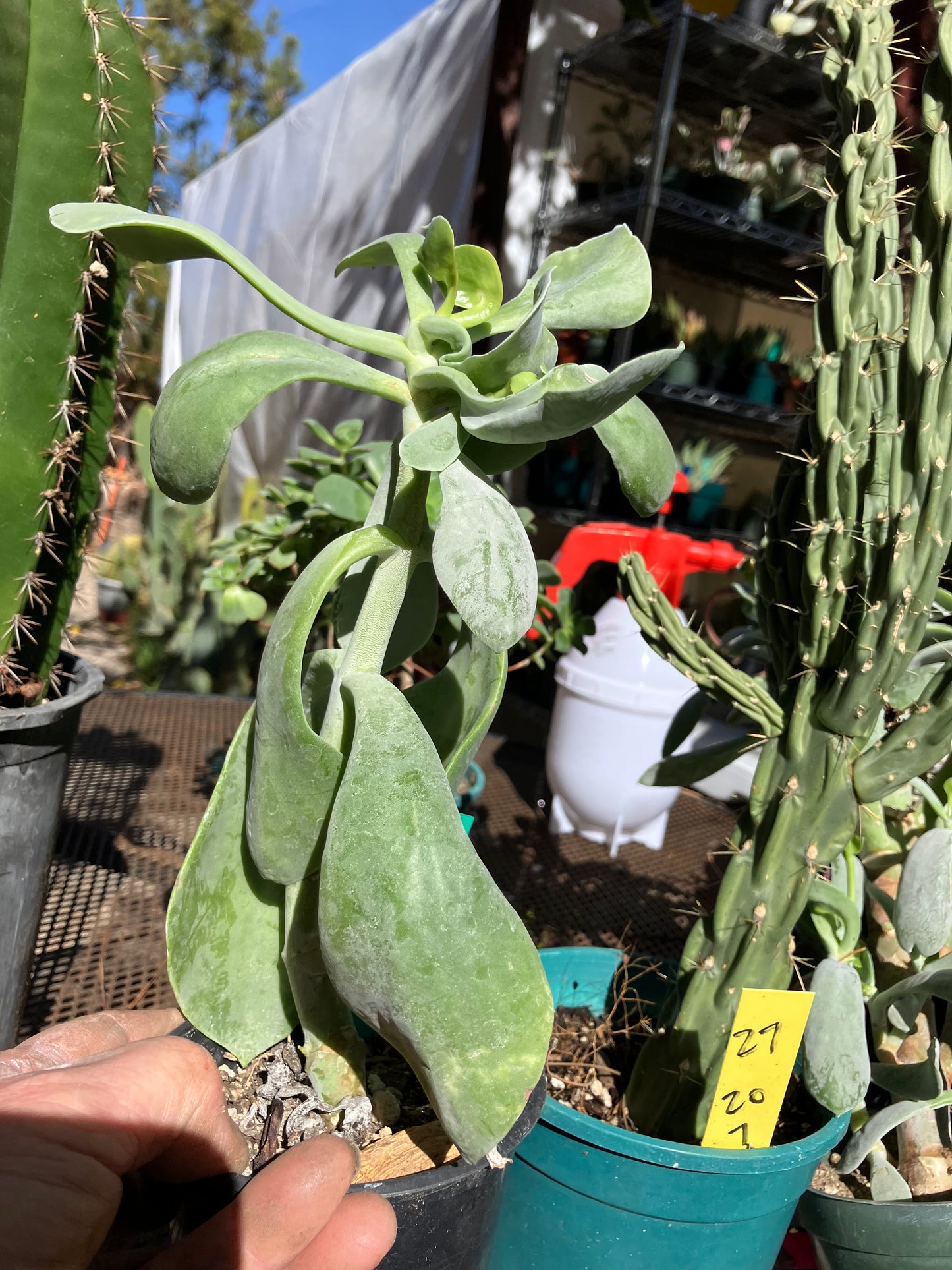 Cotyledon Silver Waves Succulent 9"Tall #99G