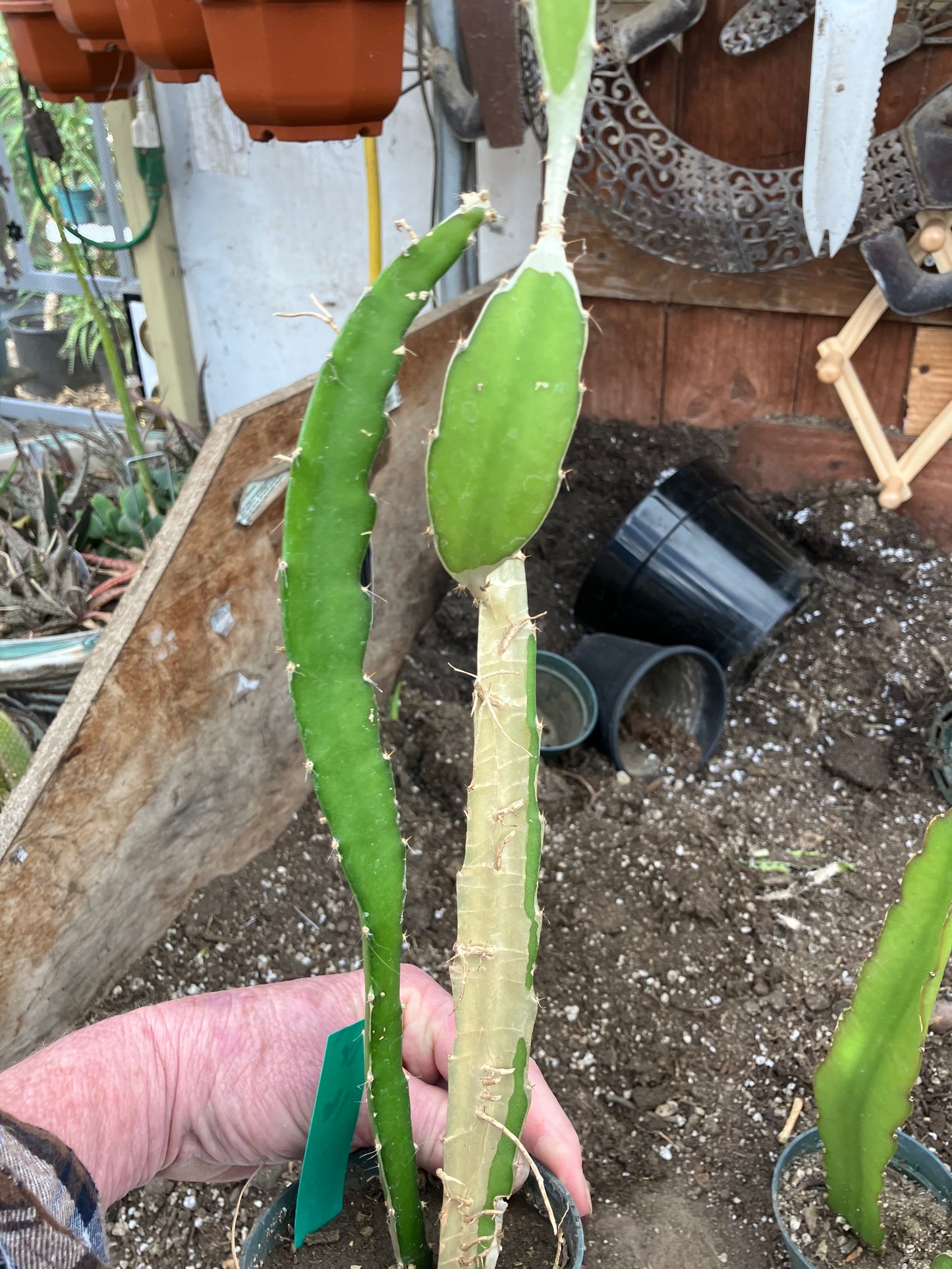 Dragon Fruit Plant Rooted Pitaya or Pitahaya 16" Tall #16G