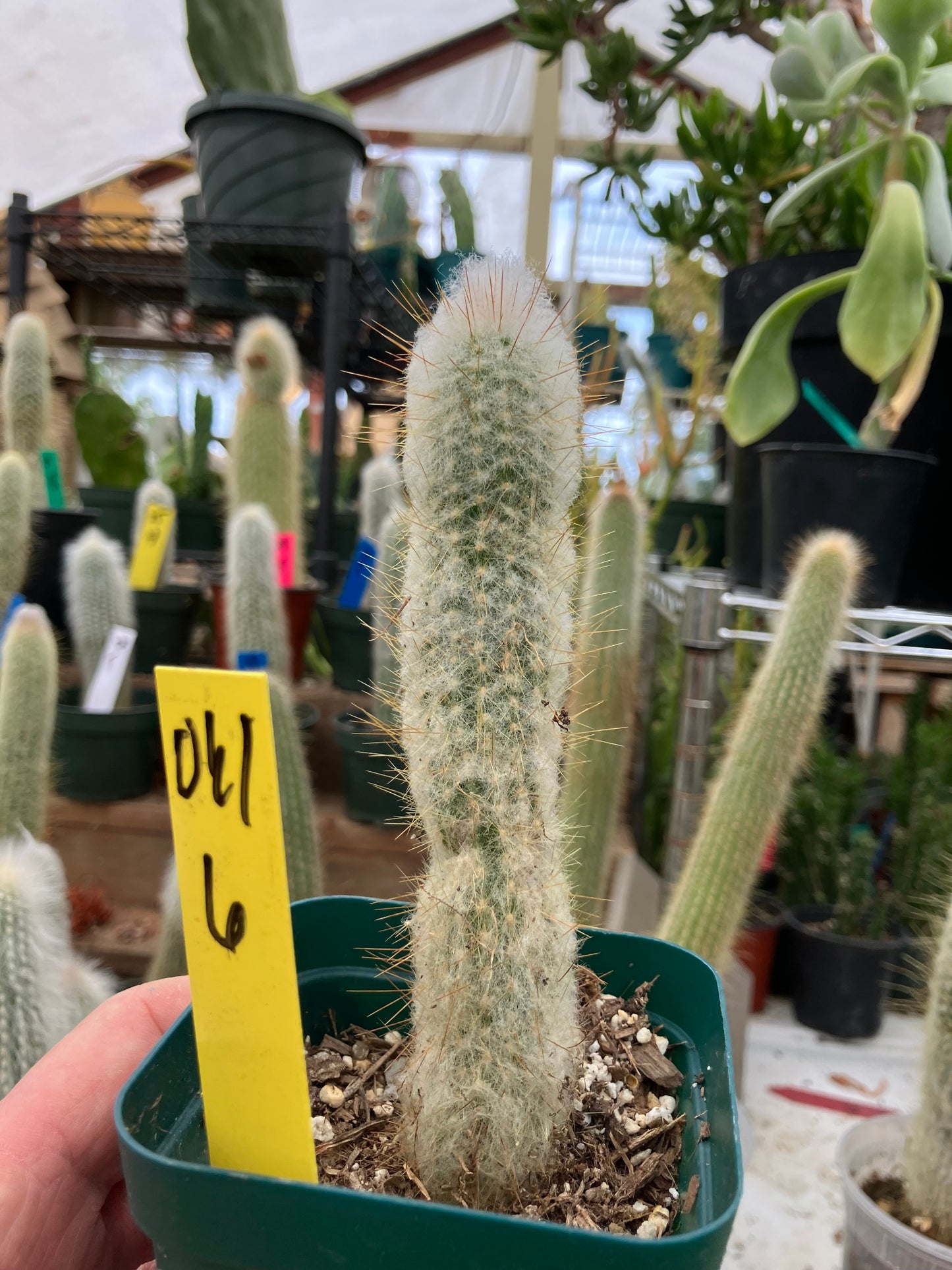 Oreocereus doelzianus Old Woman, Old Man Cactus 6"Tall #061Y