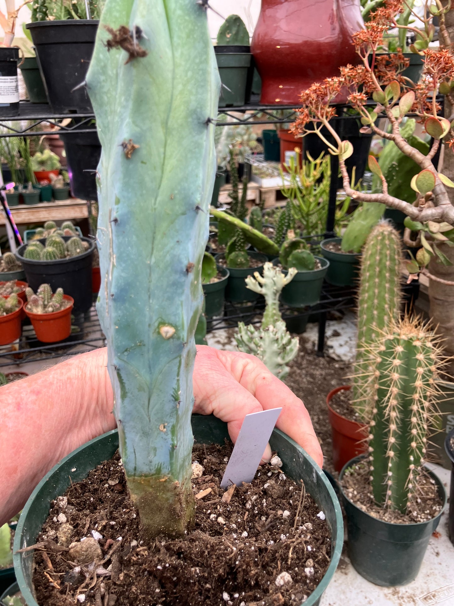 Myrtillocactus cochal Candelabra Cactus 11"Tall 2.5" Wide #11W