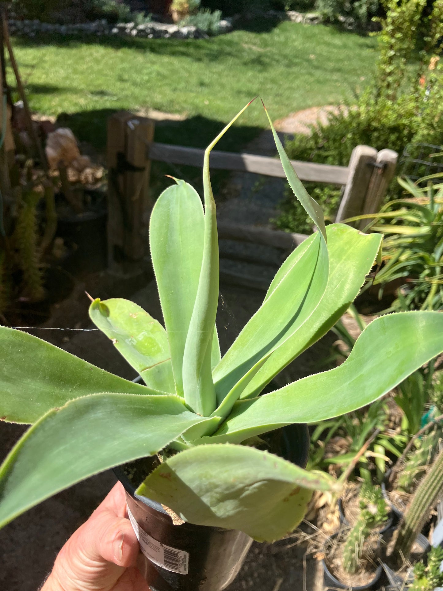 Agave attenuata Foxtail Agave (Fox tail) 11" Wide #111P