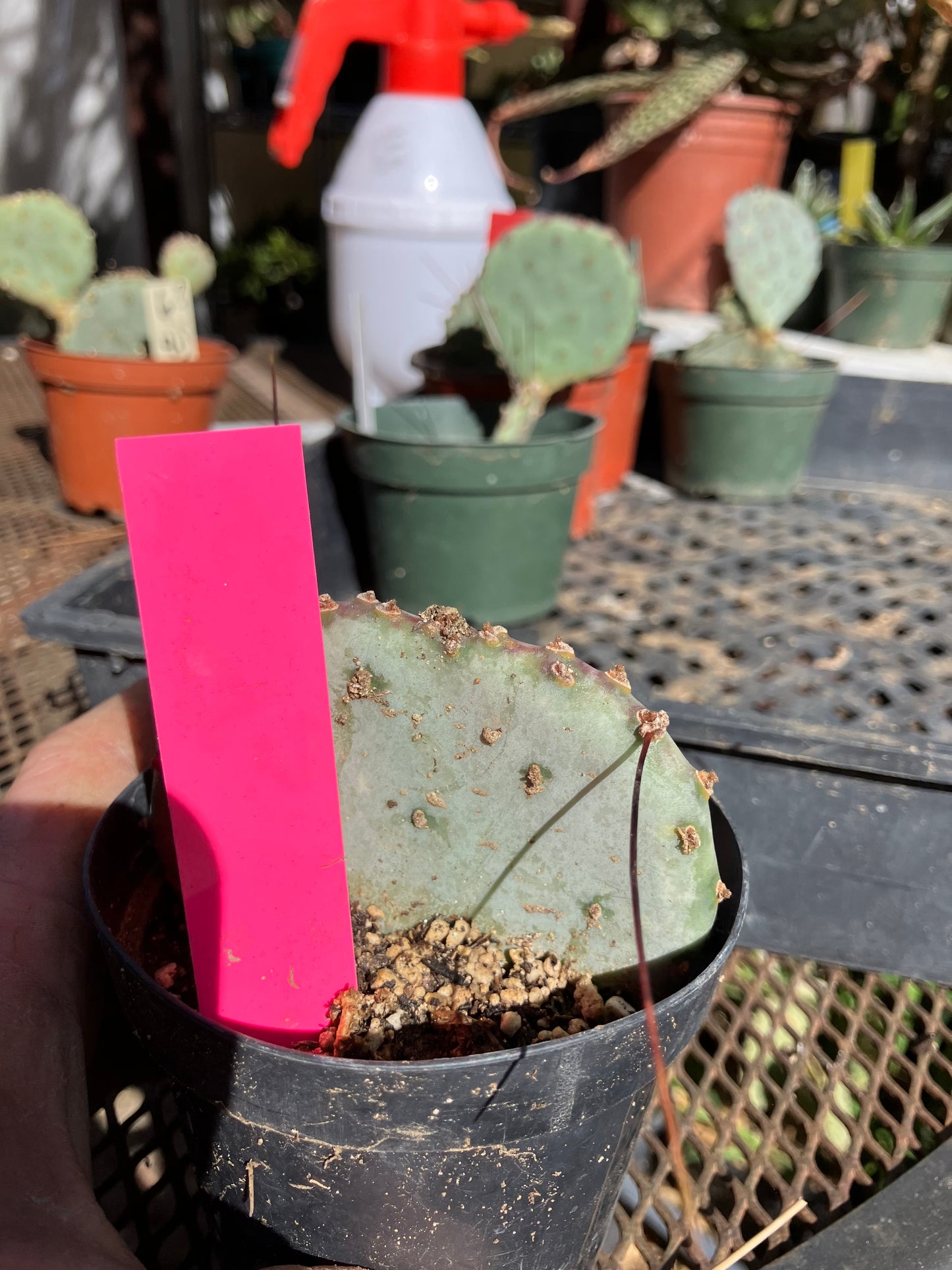 Opuntia Santa Rita Purple Prickly Pear 2.5”Tall #051P