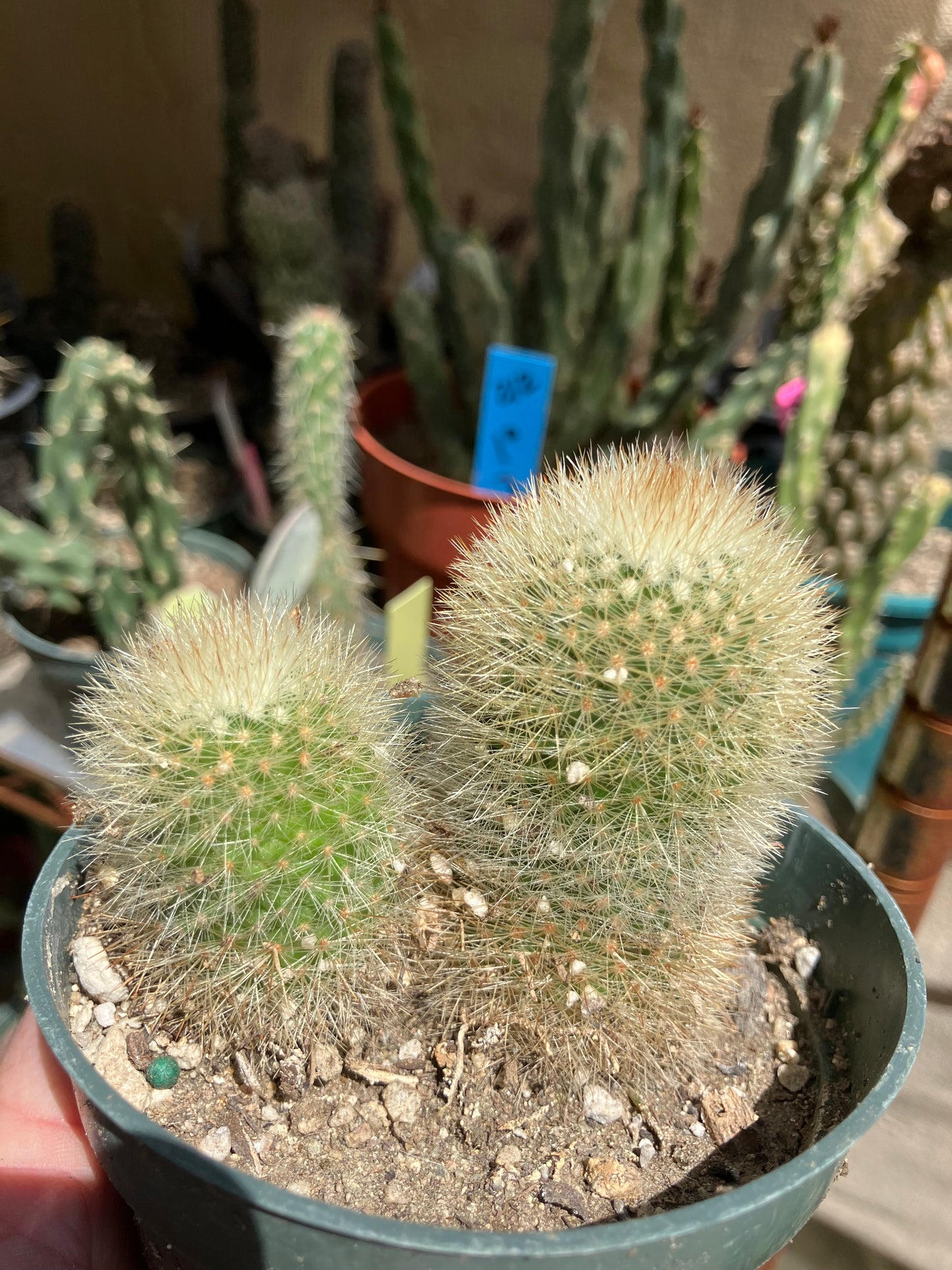Notocactus Parodia scopa Silver Ball/Snowball Cactus 3" Tall #221B