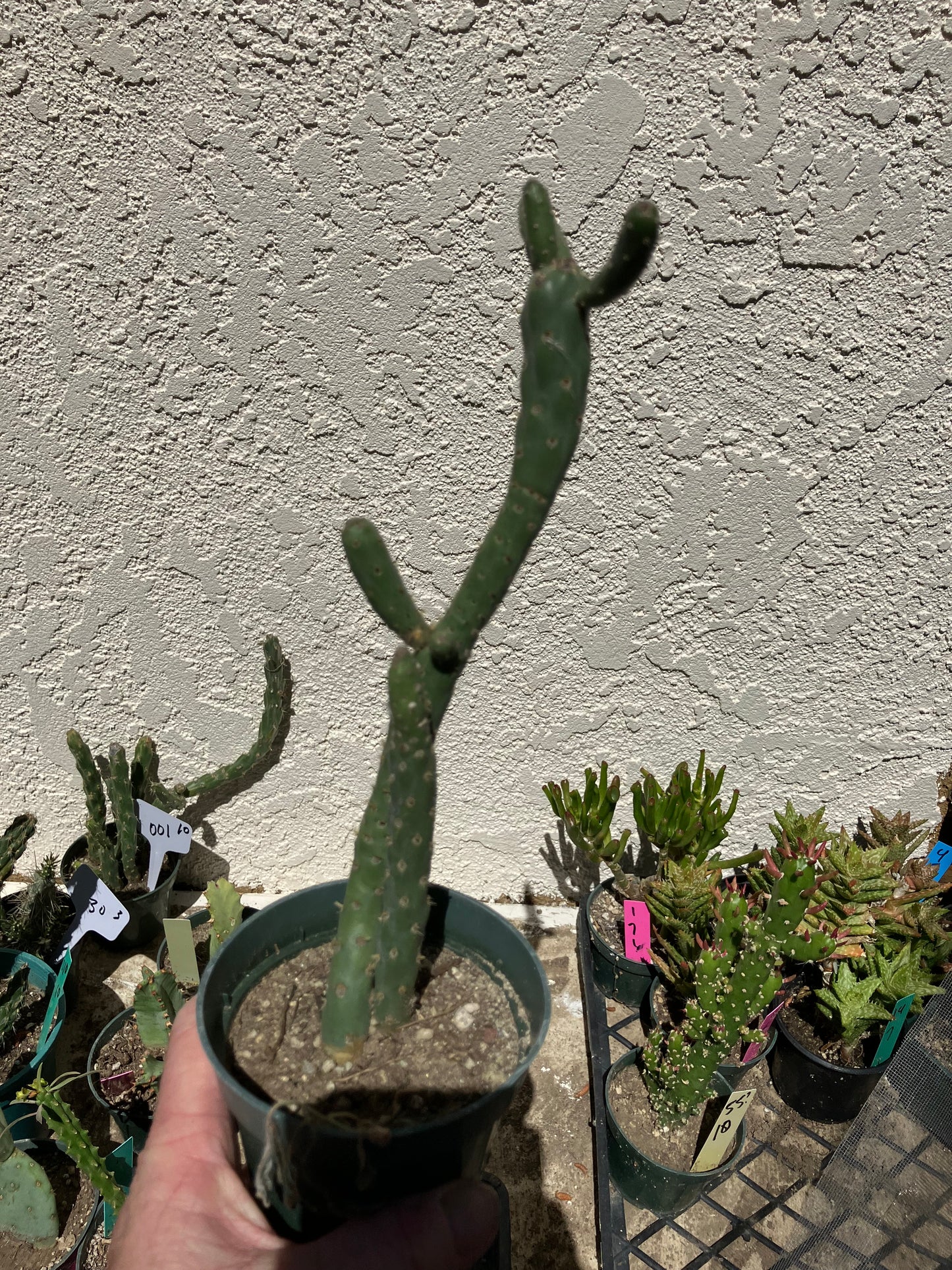 Cholla Cylindropuntia Imbricata  Buckhorn 9”Tall #100P