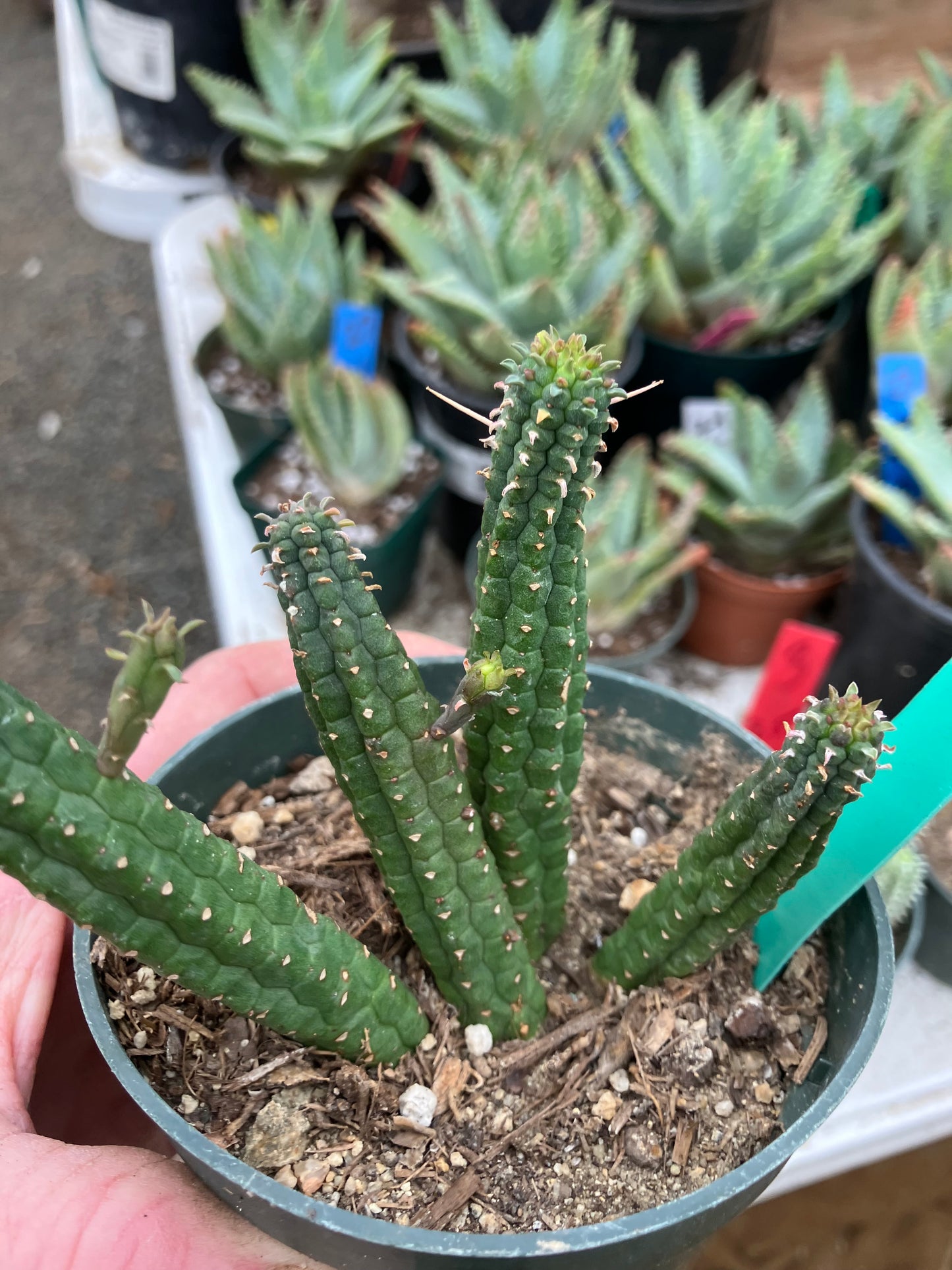 Euphorbia mammillarias GREEN Corn Cob 4"Tall #19G