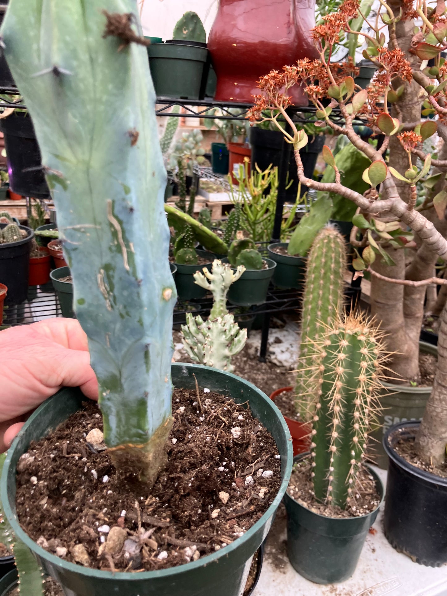 Myrtillocactus cochal Candelabra Cactus 11"Tall 2.5" Wide #11W