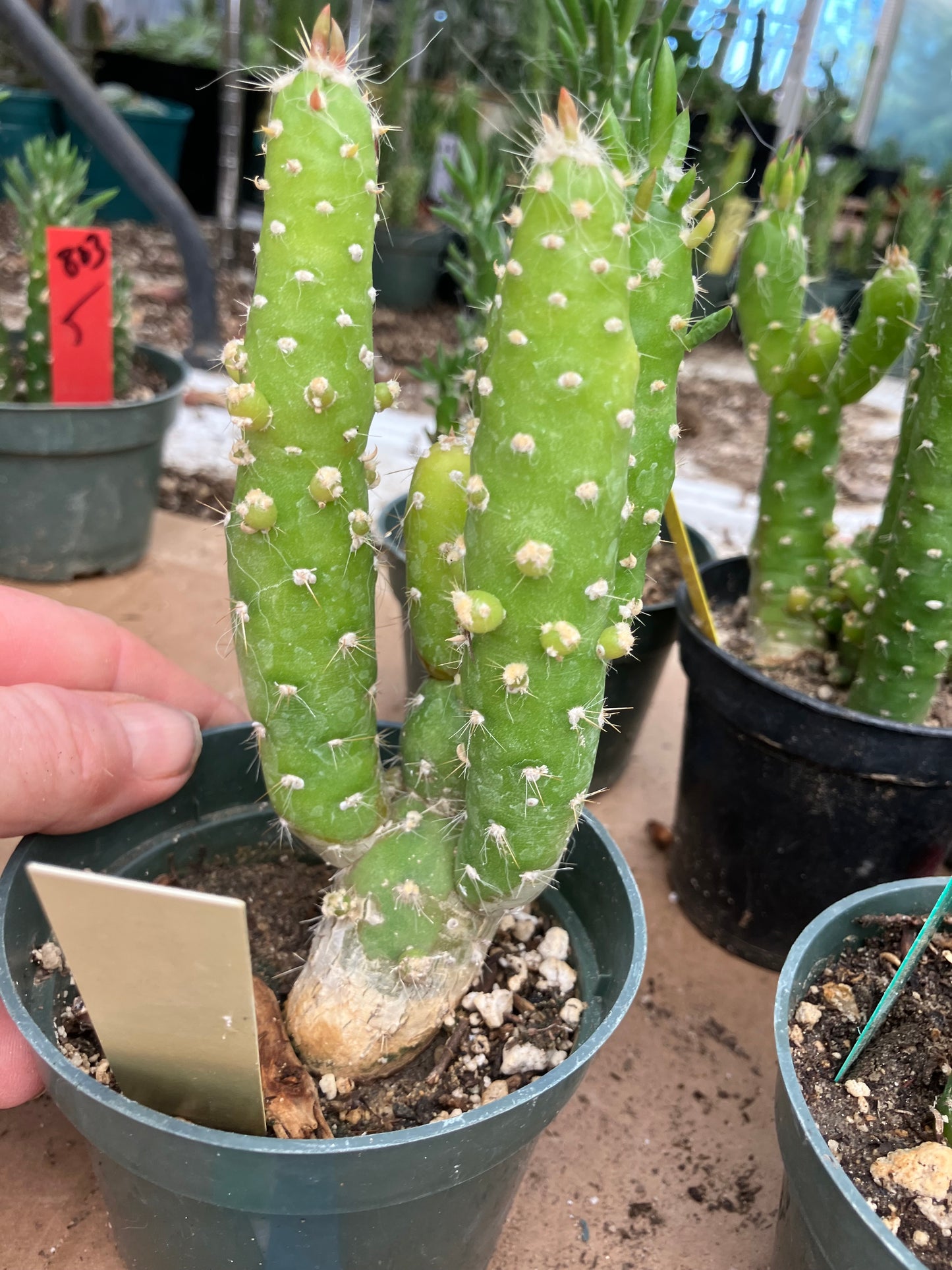 Austrocylindropuntia Cactus Gumbi Mini Eve's Needle 5"Tall #50Y
