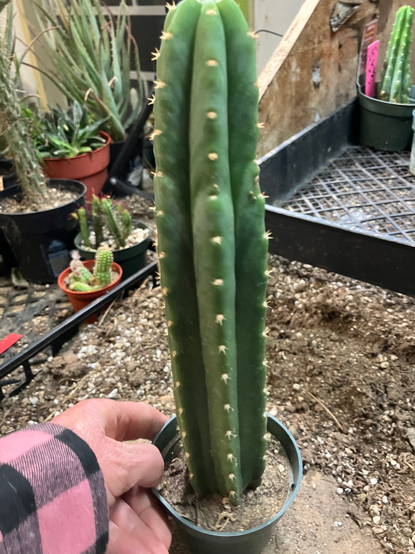 San Pedro Cactus - Trichocereus pachanoi 11"Tall #81W