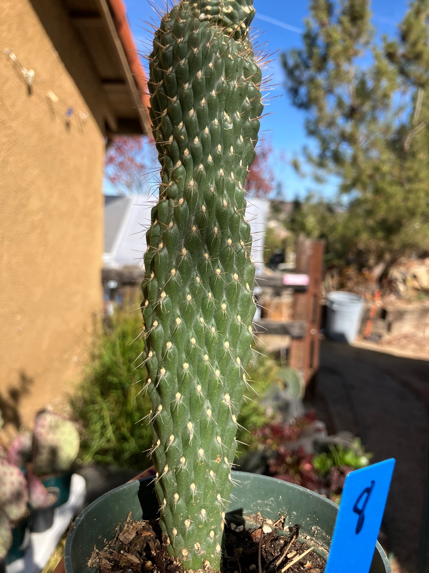 Cylindropuntia fulgida Cholla Boxing Glove Cactus Crest 8"Tall #8B*