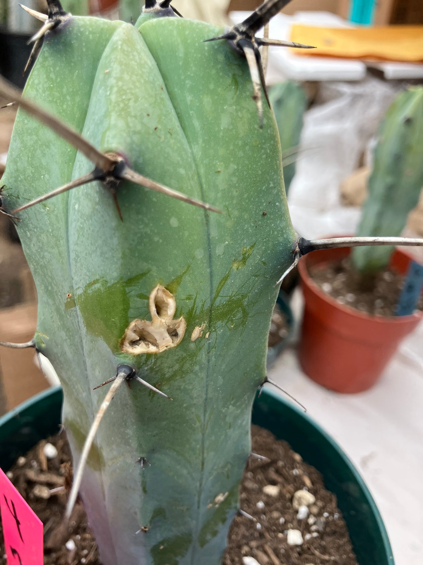 Myrtillocactus cochal Candelabra Cactus 7"Tall 2.5" Wide #4P