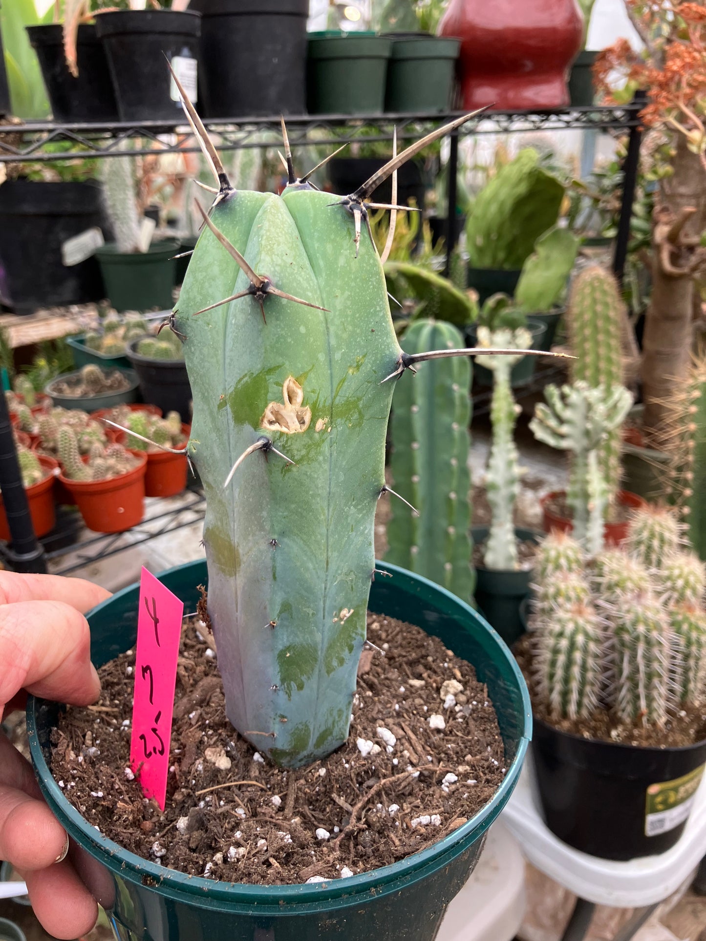 Myrtillocactus cochal Candelabra Cactus 7"Tall 2.5" Wide #4P