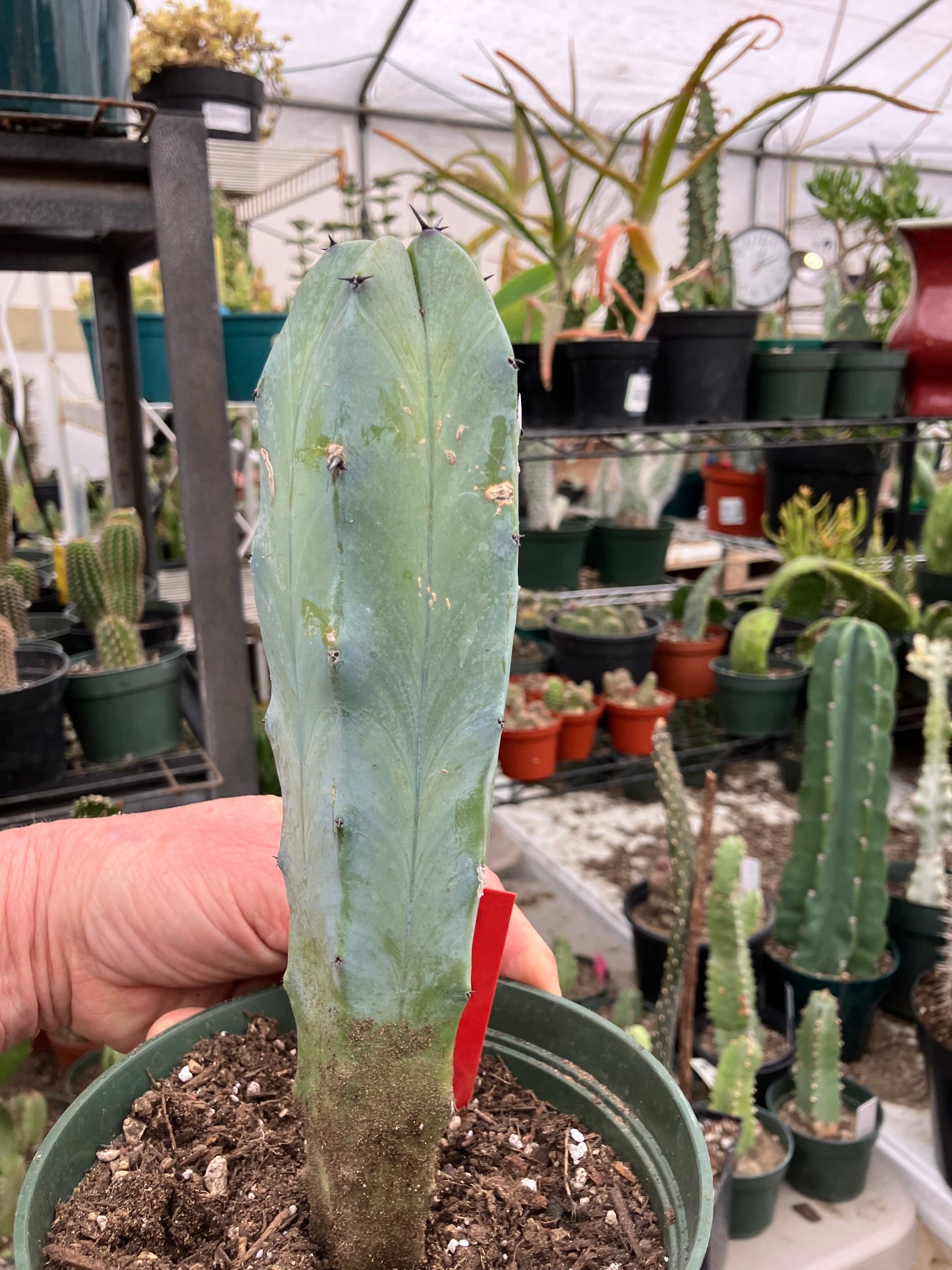 Myrtillocactus cochal Candelabra Cactus 9"Tall 2.5" Wide #9R