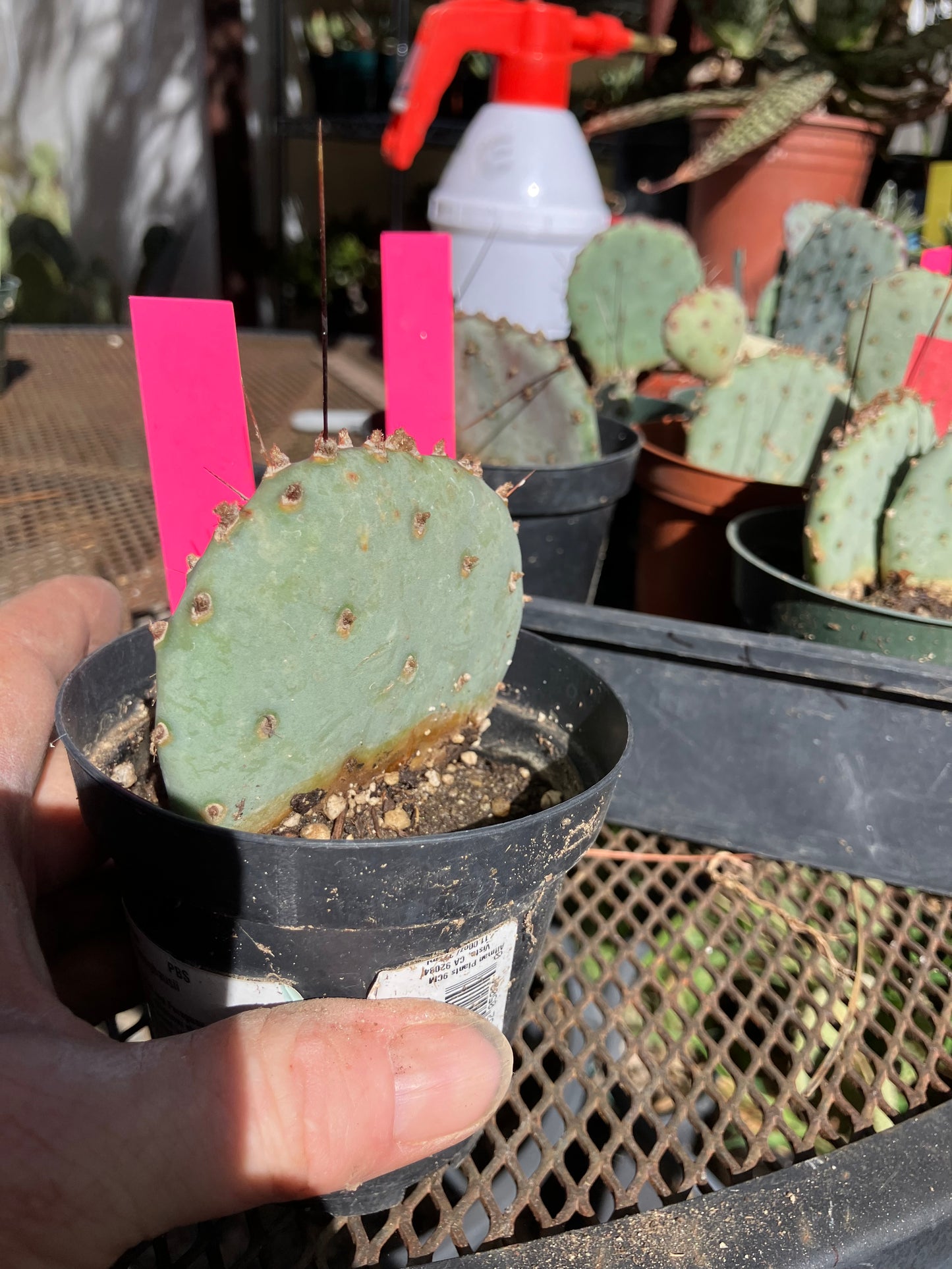 Opuntia Santa Rita Purple Prickly Pear 3”Tall #30P