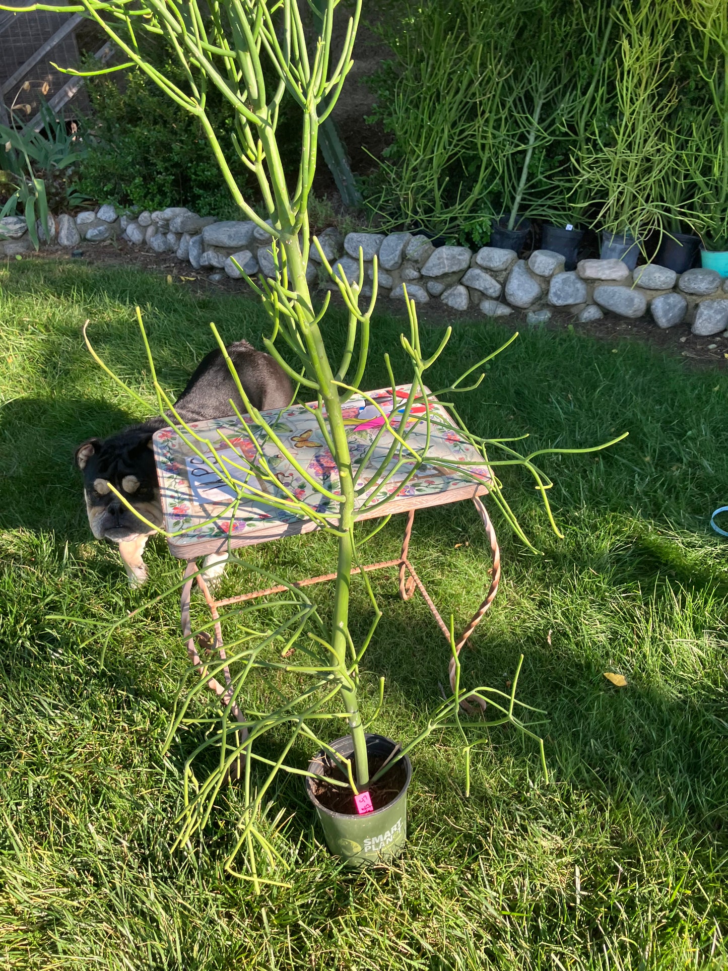 Euphorbia tirucalli Pencil Cactus/Succulent 53"Tall 20"Wide #47P