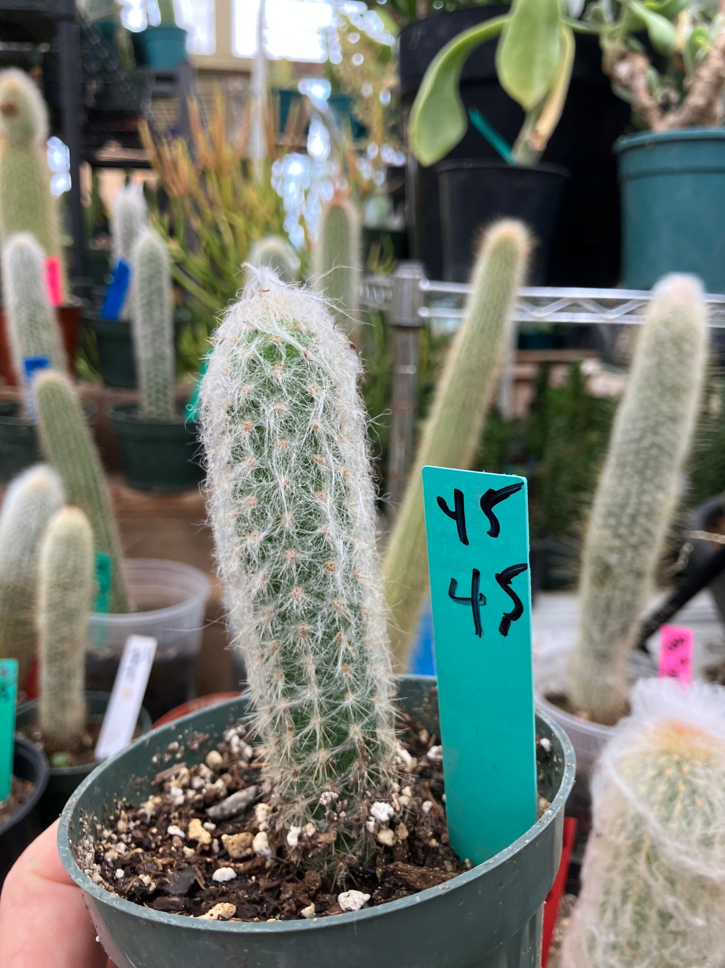 Oreocereus doelzianus Old Woman, Old Man Cactus 4.5"Tall #45G