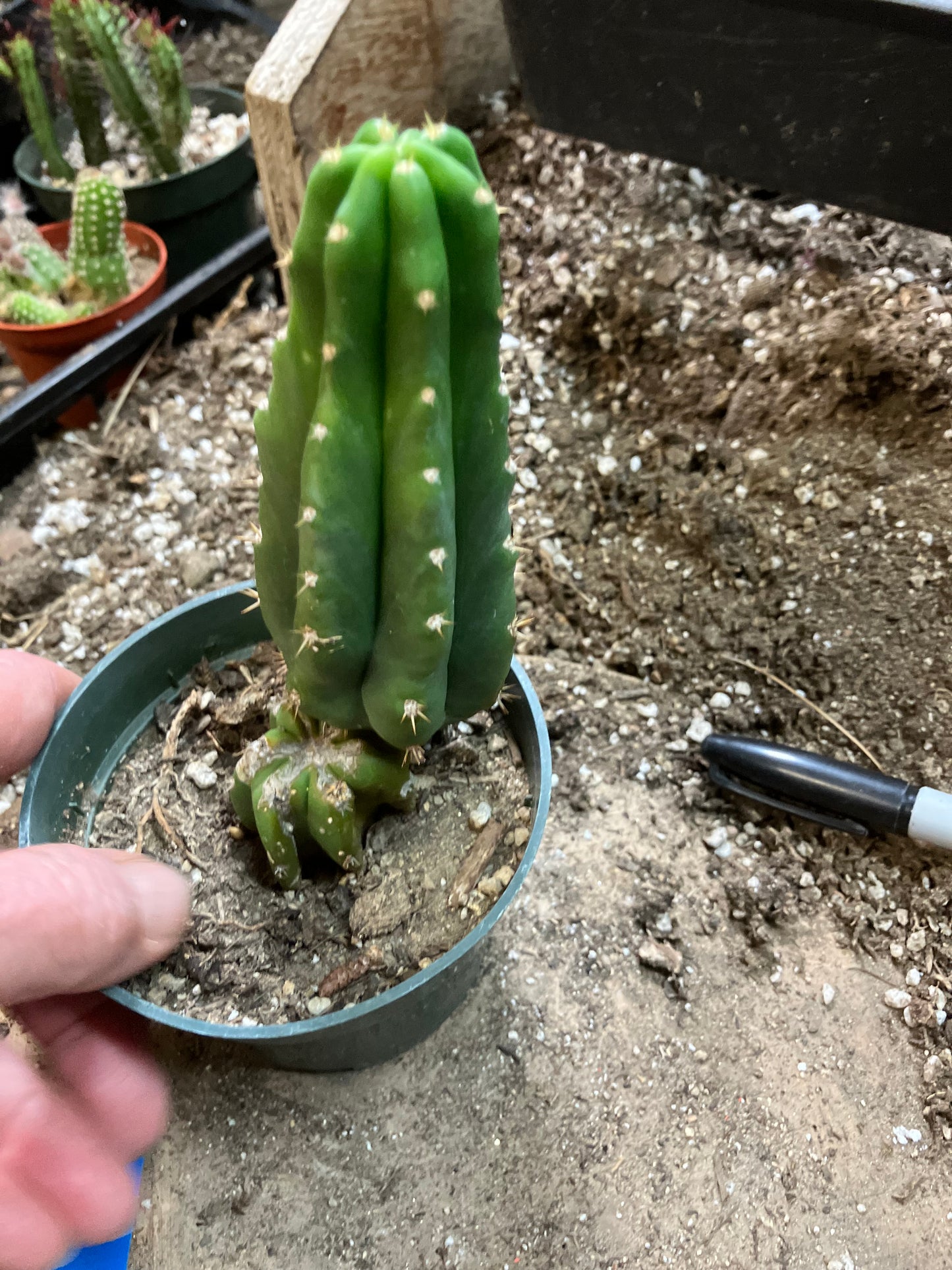 San Pedro Cactus - Trichocereus pachanoi 6"Tall #1002B