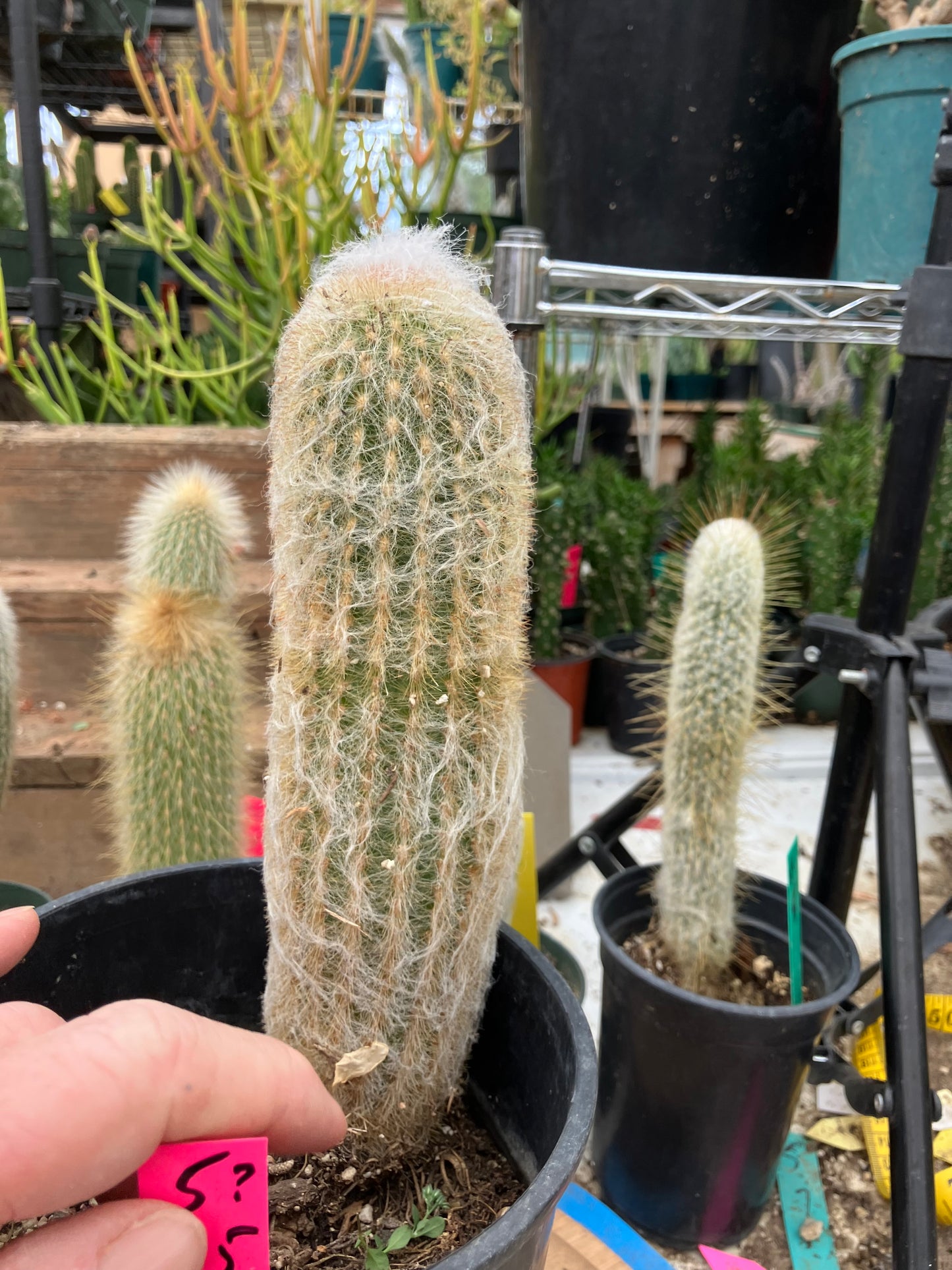 Espostoa lanata Old Man of the Mountain 9.5"Tall 8"Circumference #5P