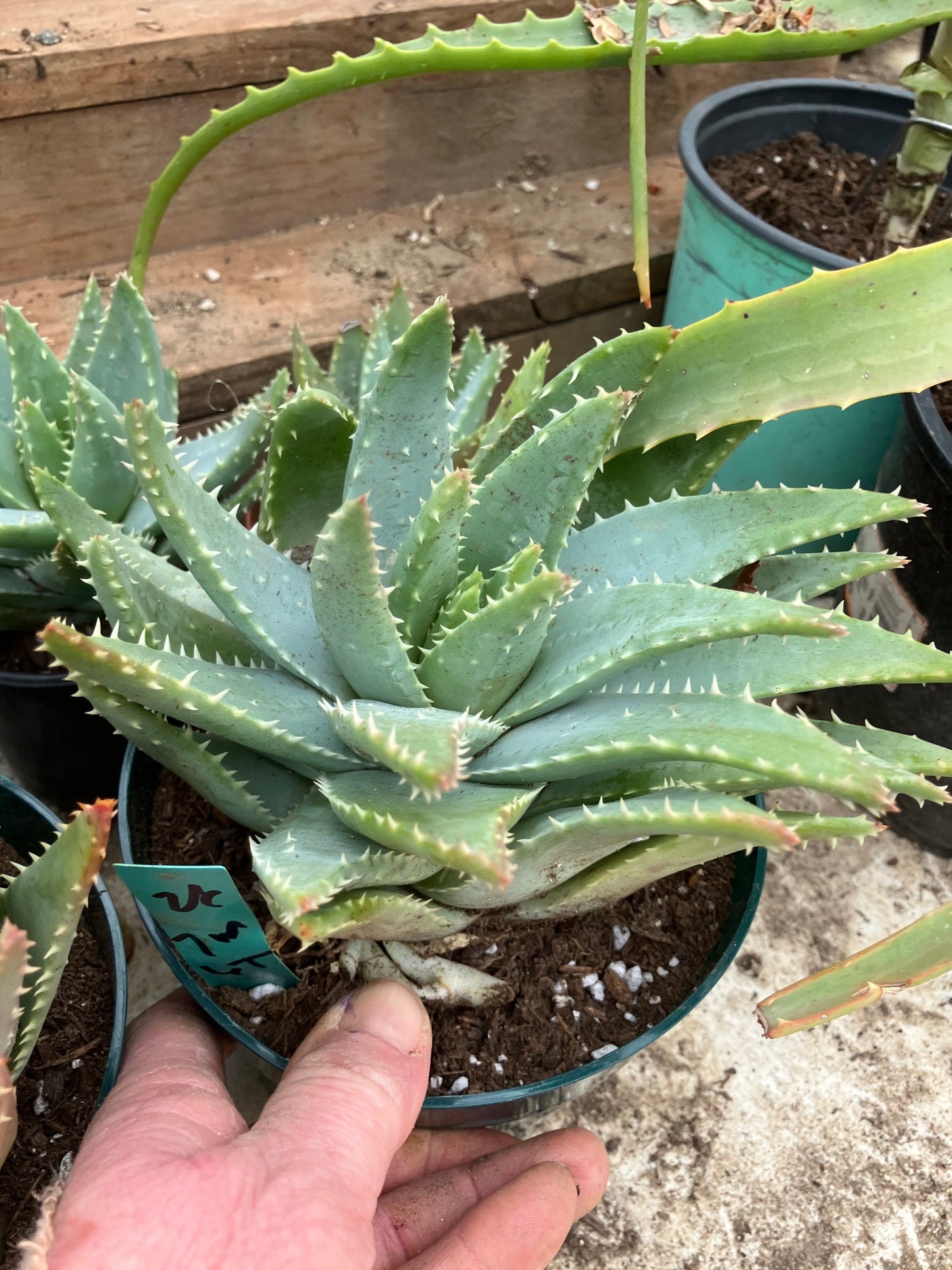 Aloe maculata Soap Aloe 8"Wide Succulent Cactus #8G