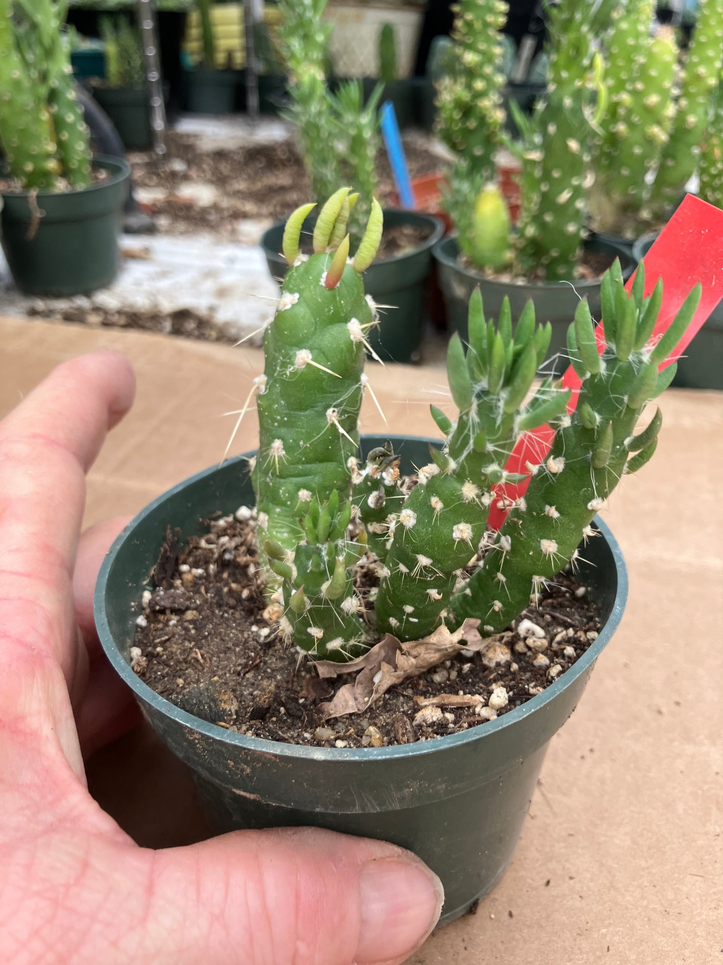 Austrocylindropuntia Cactus Gumbi Mini Eve's Needle 3"Tall #3R