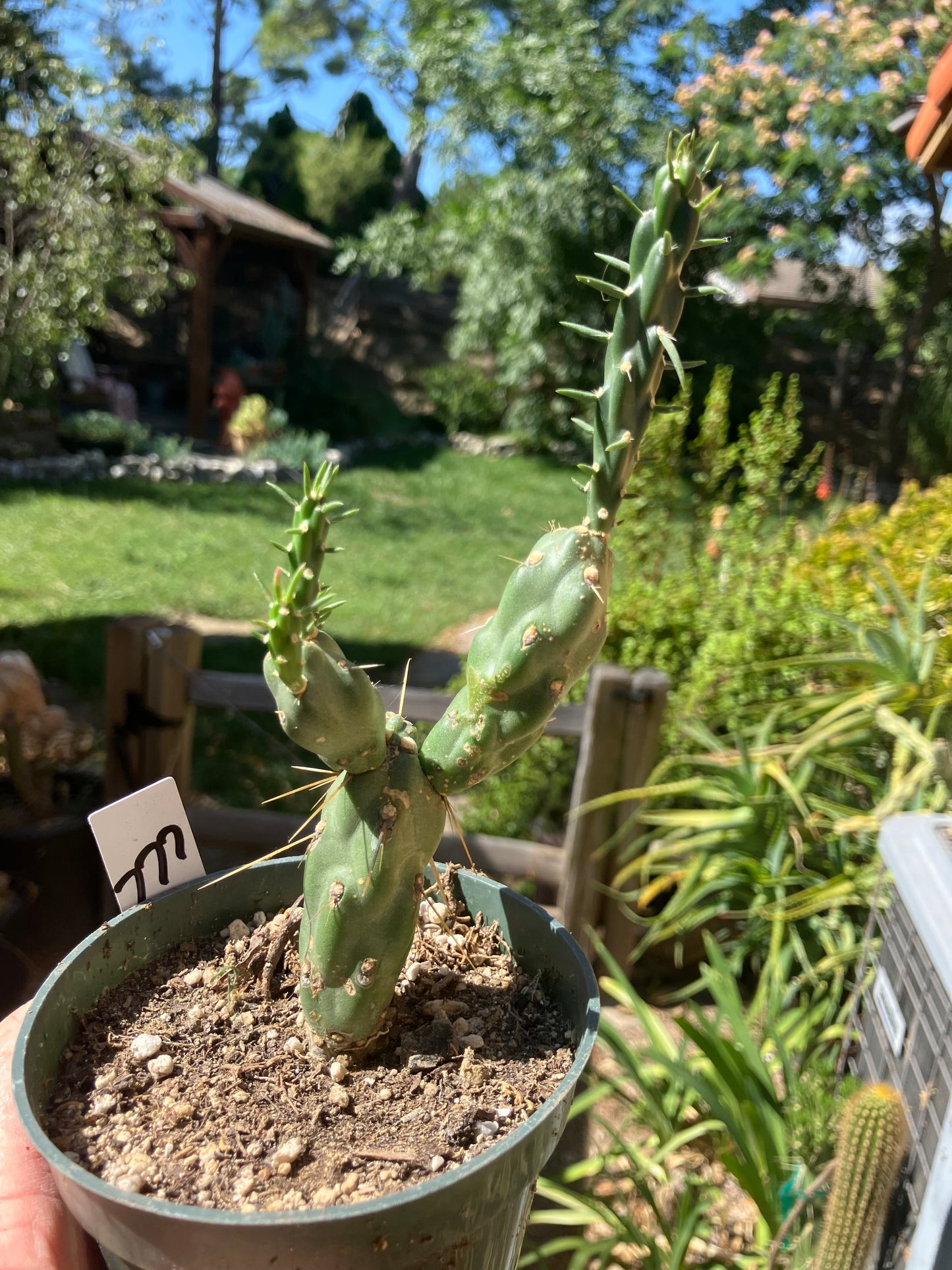Cholla Cylindropuntia Buckhorn Cactus 7”Tall #777W