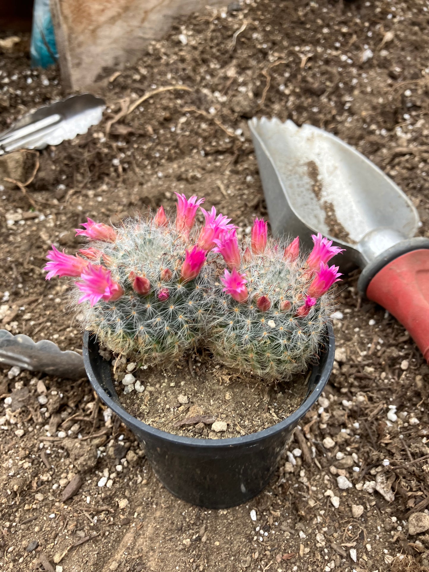 Mammillaria bocasana rosalviflora Powder Puff Cluster 3.5"W #041G"This Plant"