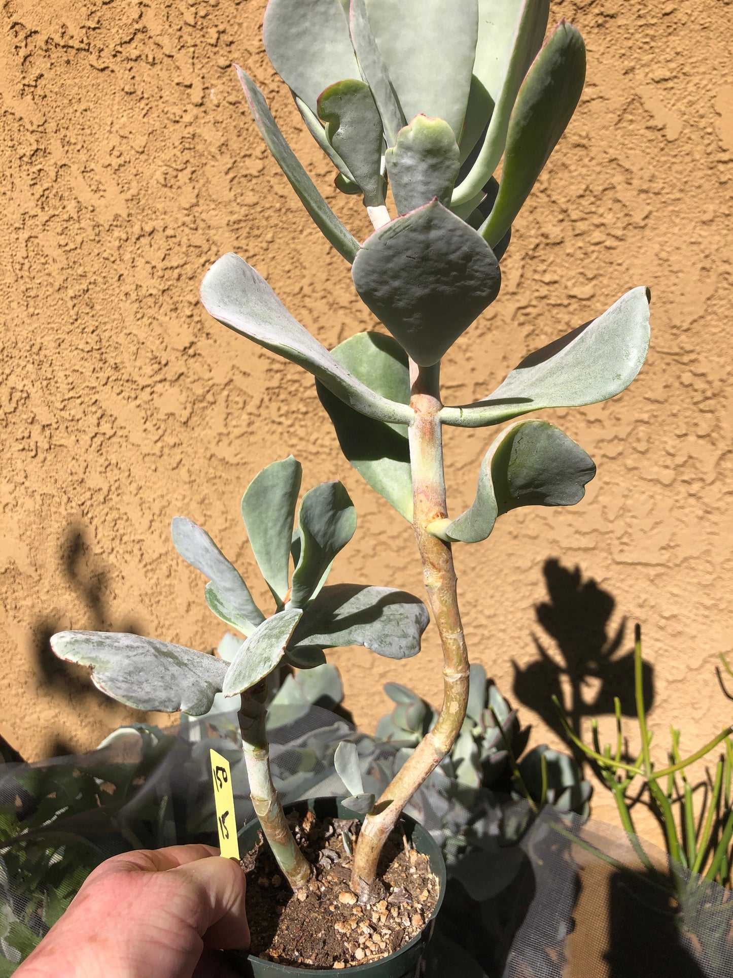 Cotyledon Silver Waves Succulent 15"Tall #150Y