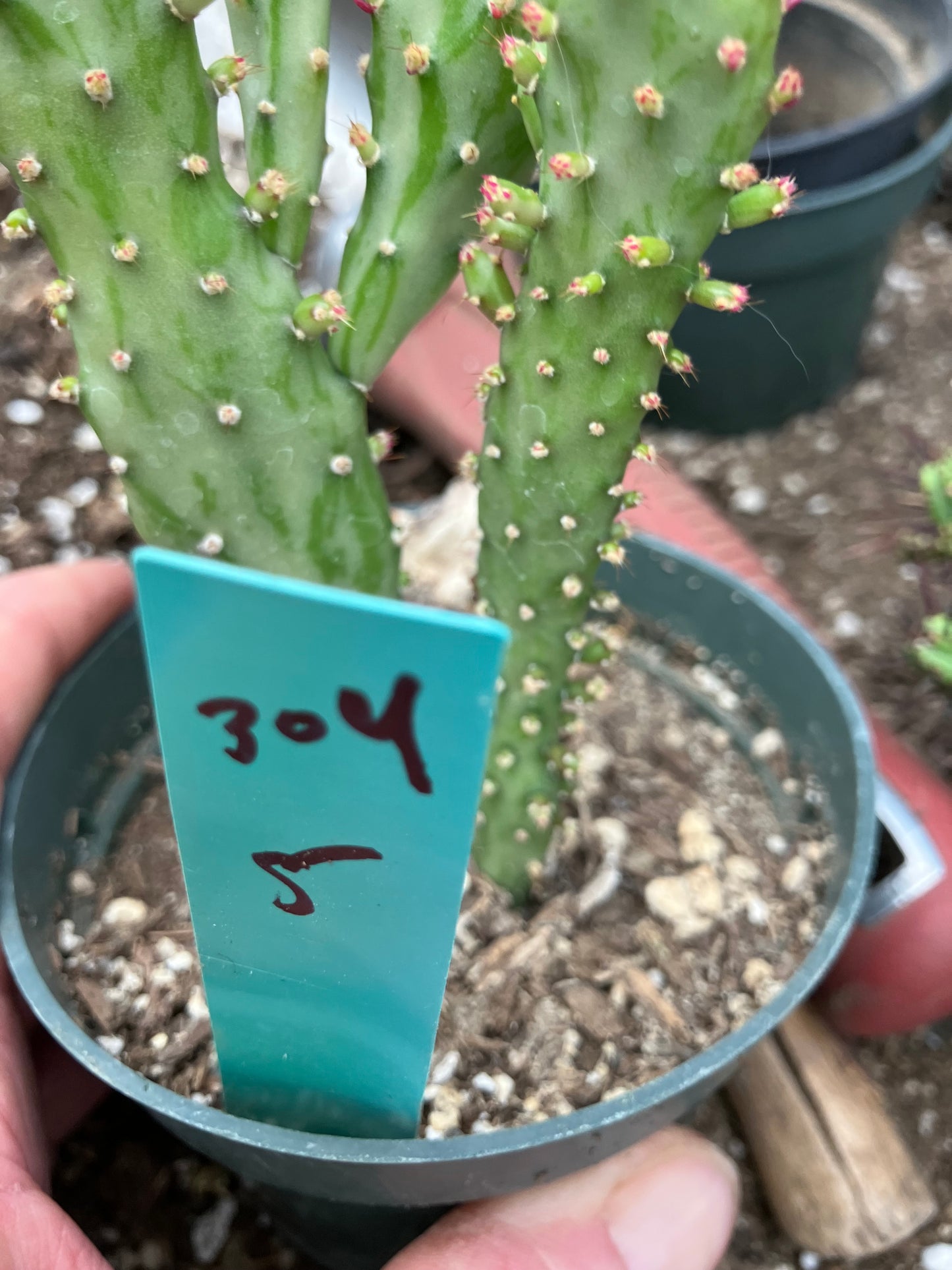 Opuntia monacantha "Joseph's Coat" Cactus 5"Tall #304G