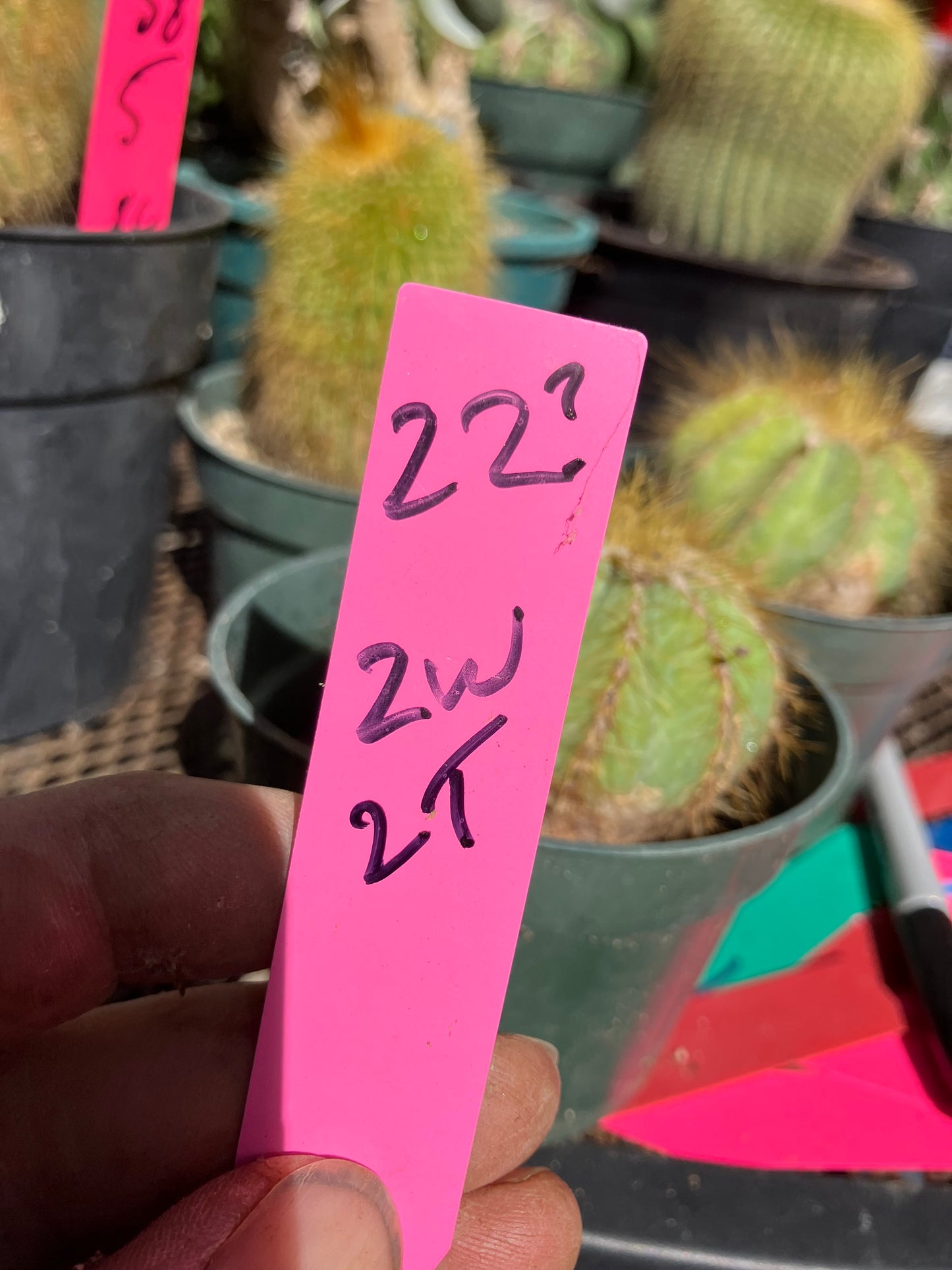 Notocactus Magnificus  Balloon Cactus Fast Grower 2” Tall, 2" Wide #22p