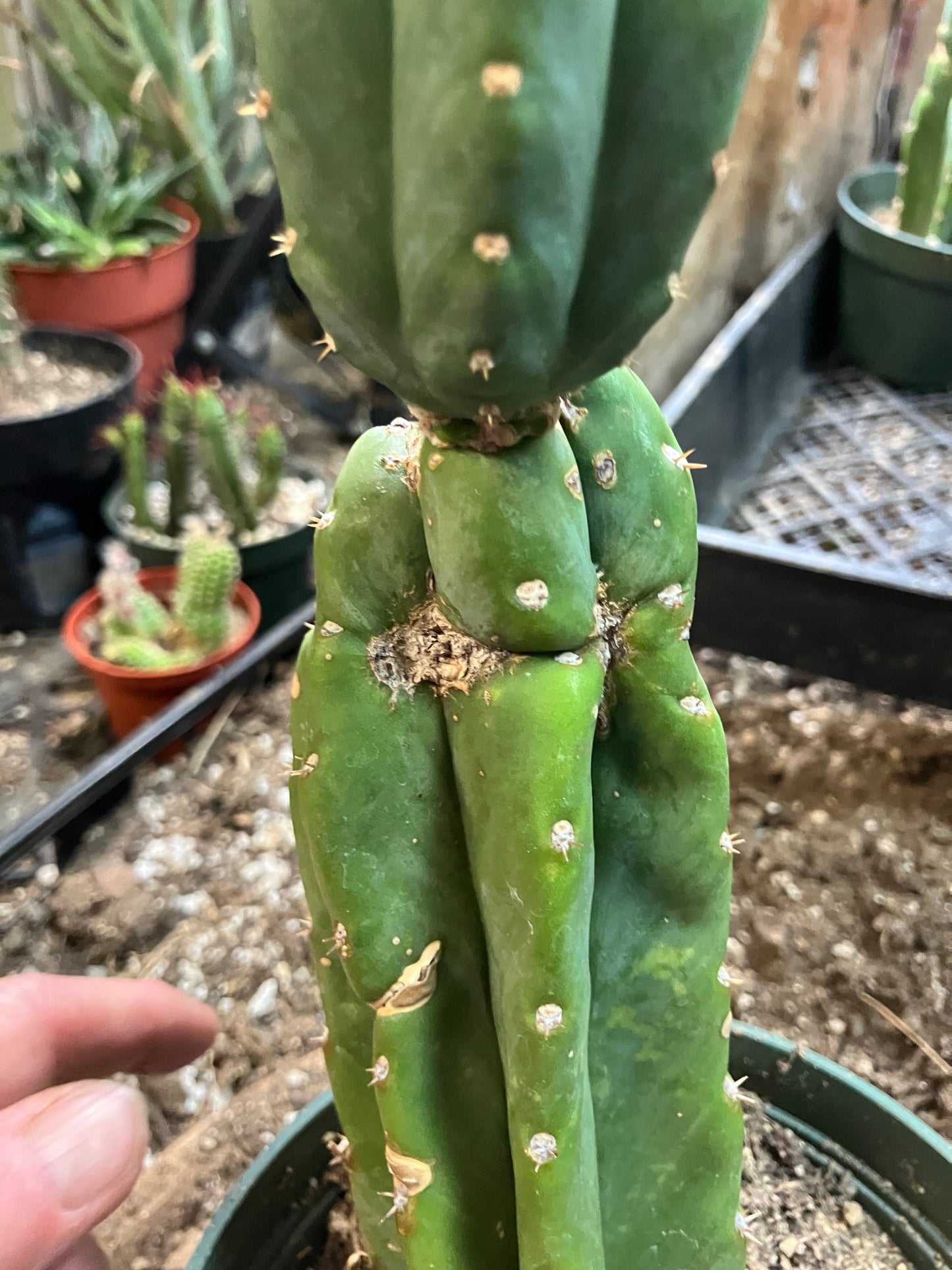 San Pedro Cactus - Trichocereus pachanoi 10"Tall #10PU