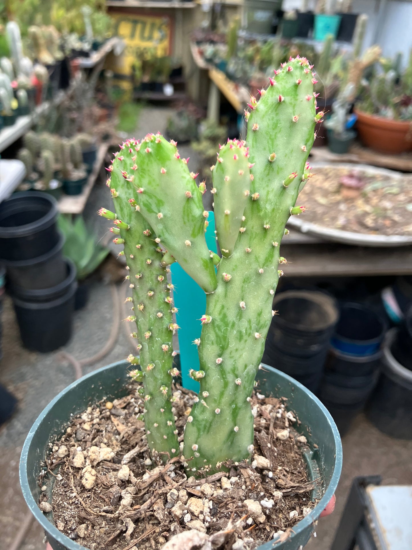 Opuntia monacantha "Joseph's Coat" Cactus 5"Tall #304G