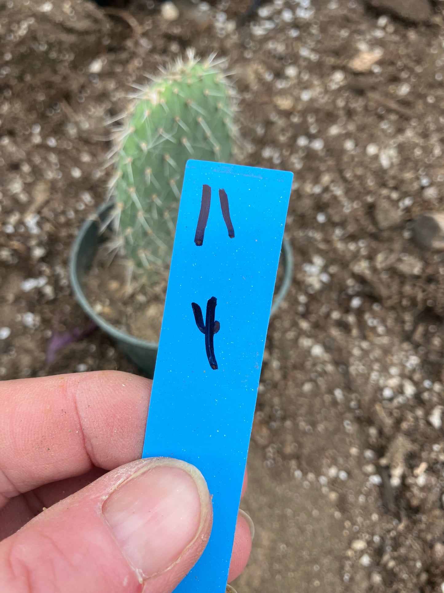 Opuntia pailana "White Thorned" Prickly Pear 4"Tall #11B