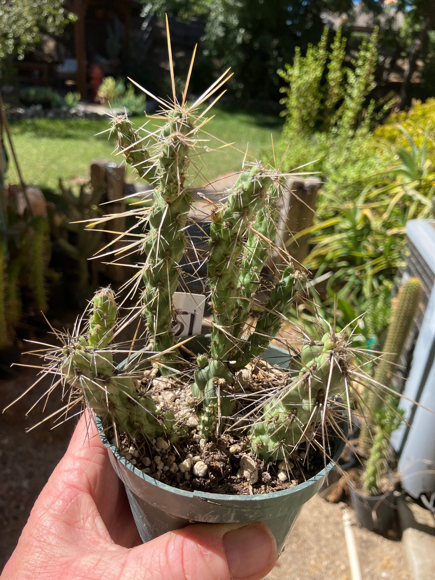 Cholla Cylindropuntia Buckhorn Cactus 5”Tall #51W