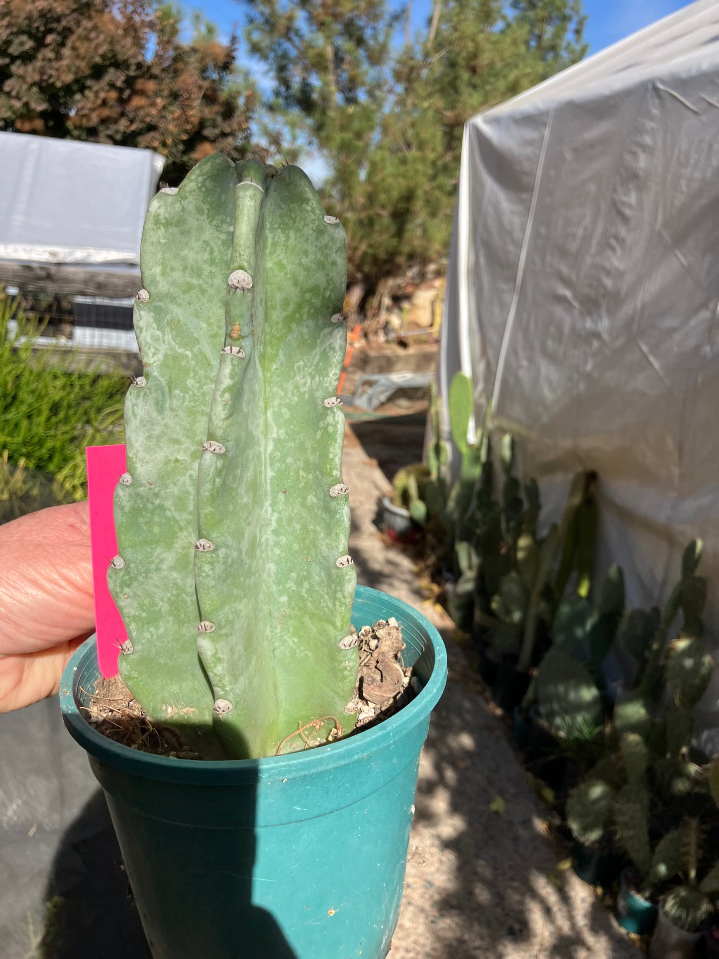 Cereus Peruvianus Night Blooming 7”Tall #07P