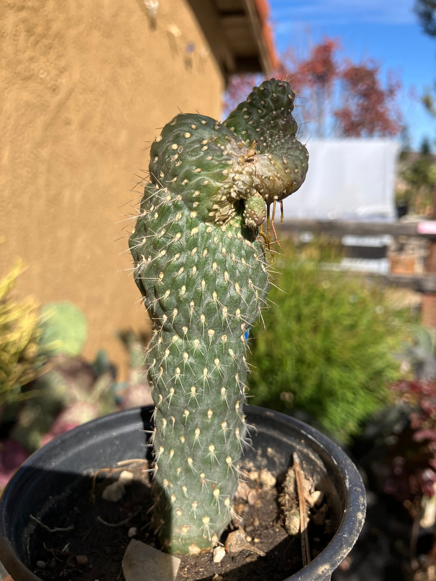 Cylindropuntia fulgida Cholla Boxing Glove Cactus Crest 5"Tall #10B*