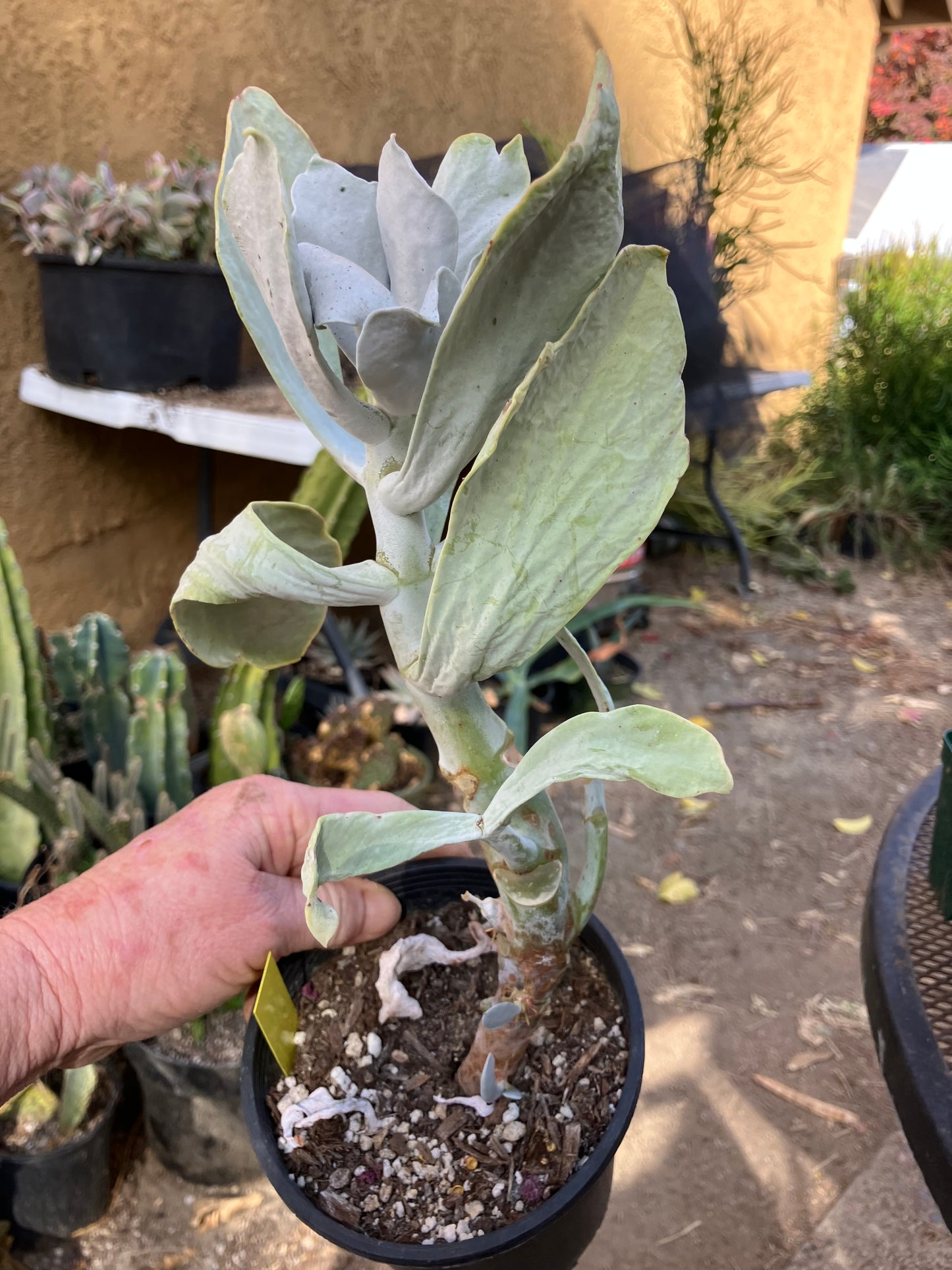 Cotyledon Silver Waves Succulent 12"Tall #126Y