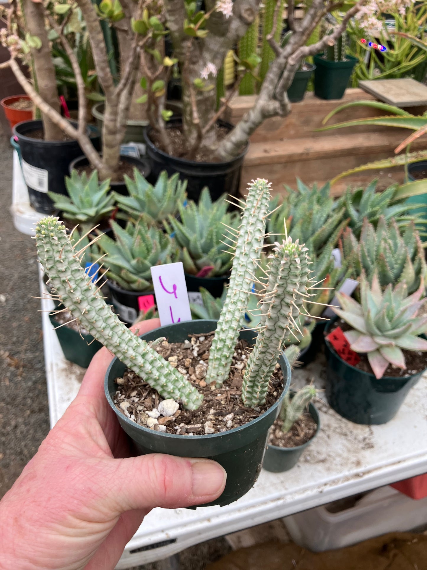 Euphorbia mammillaria variegataCorn Cob 6"Tall #6W