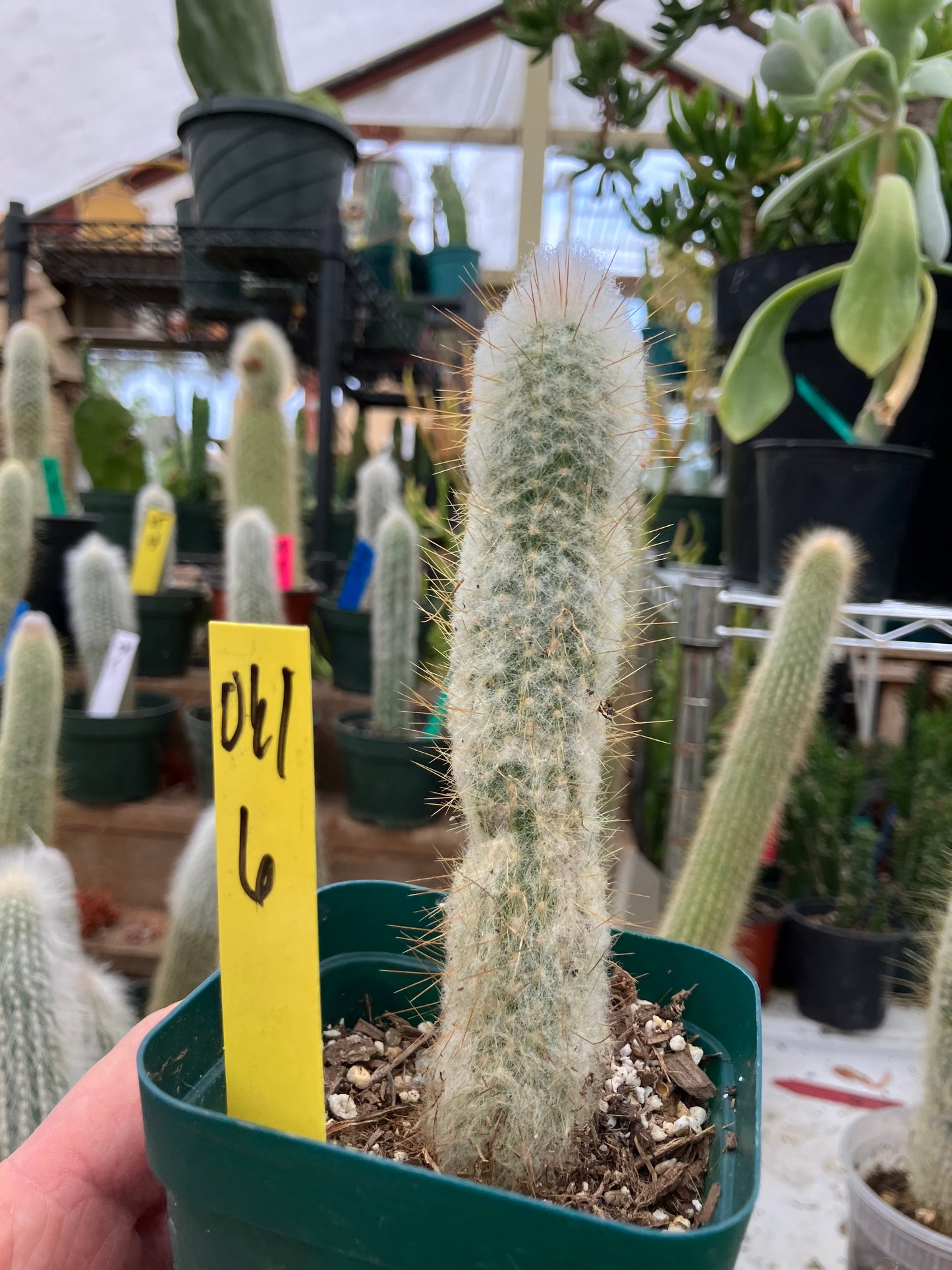 Oreocereus doelzianus Old Woman, Old Man Cactus 6"Tall #061Y