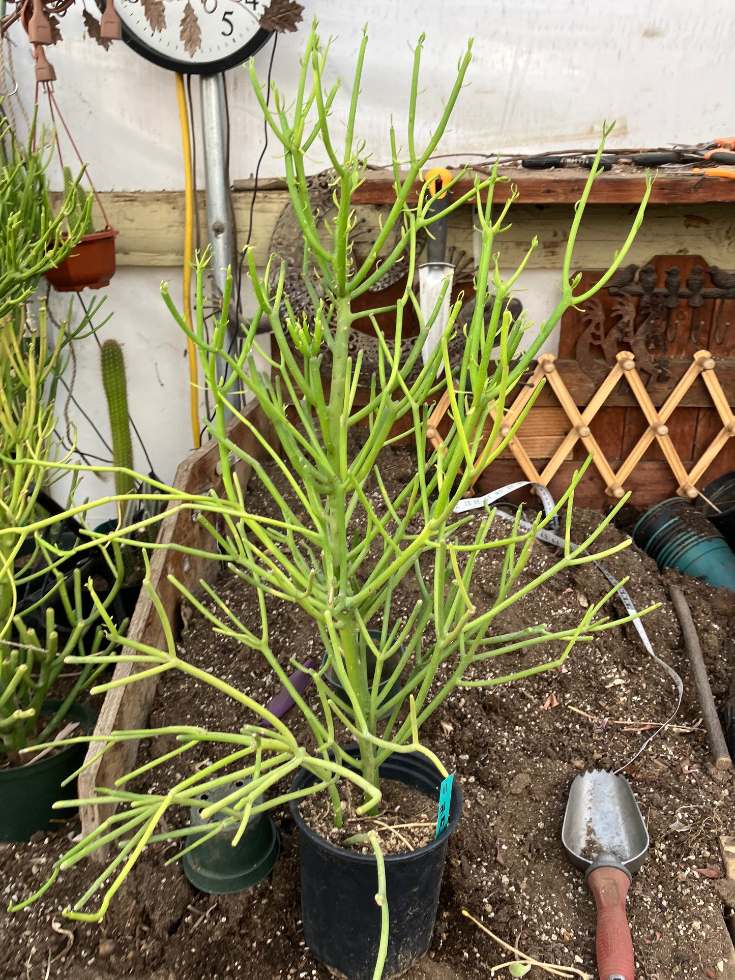 Euphorbia tirucalli Pencil Cactus/Succulent 31"Tall 19"Wide #11G