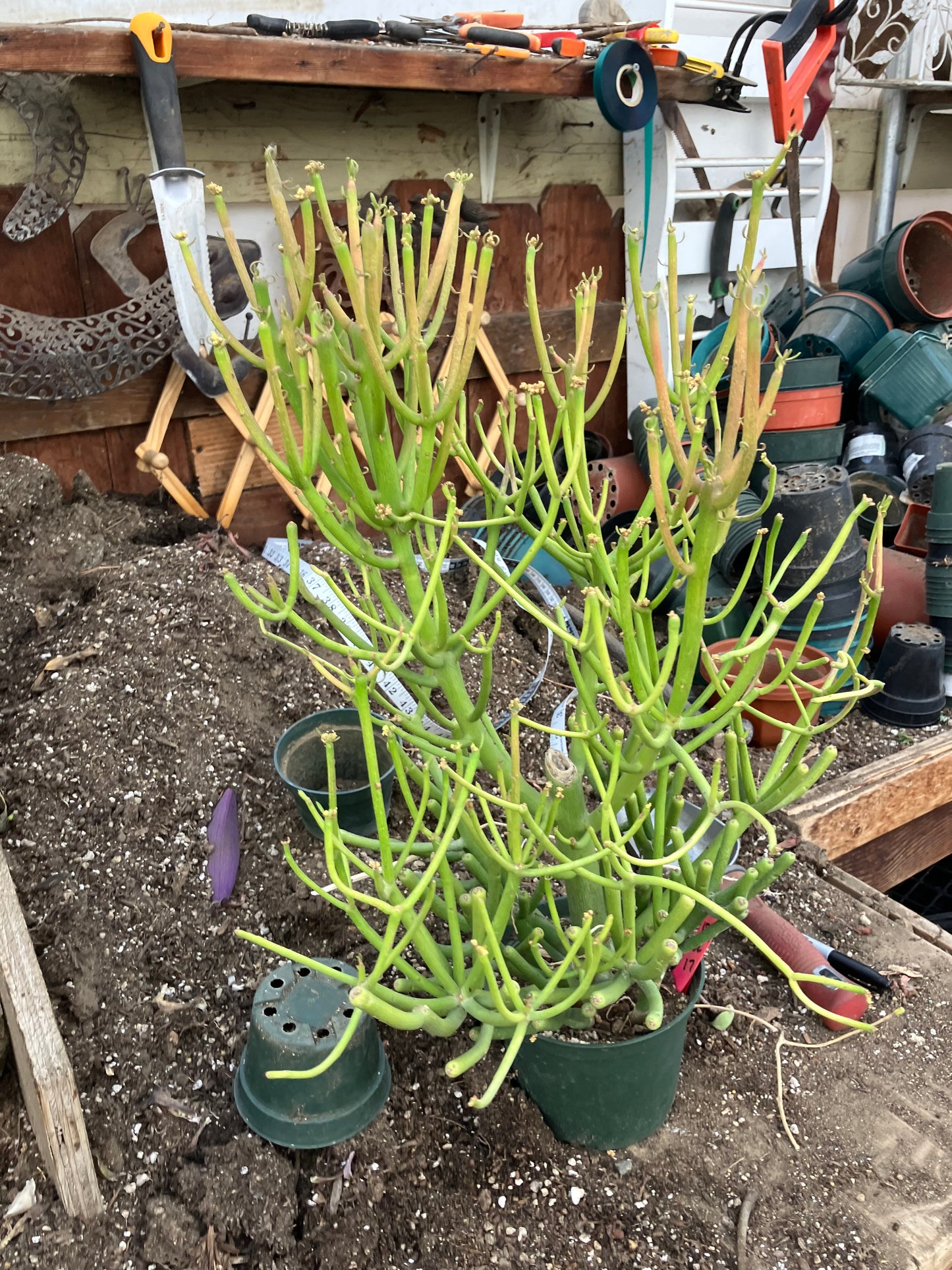 Euphorbia tirucalli Fire Stick 38"Tall 21"Wide #1R