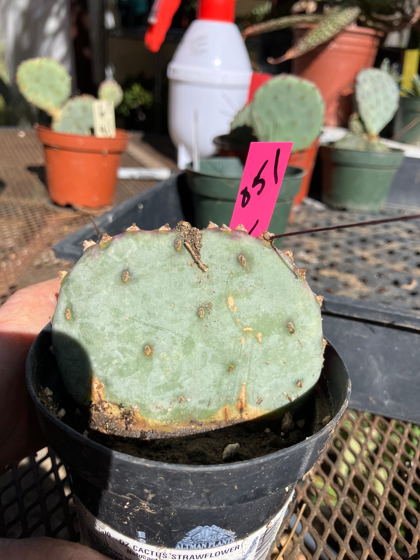 Opuntia Santa Rita Purple Prickly Pear 2.5”Tall #051P