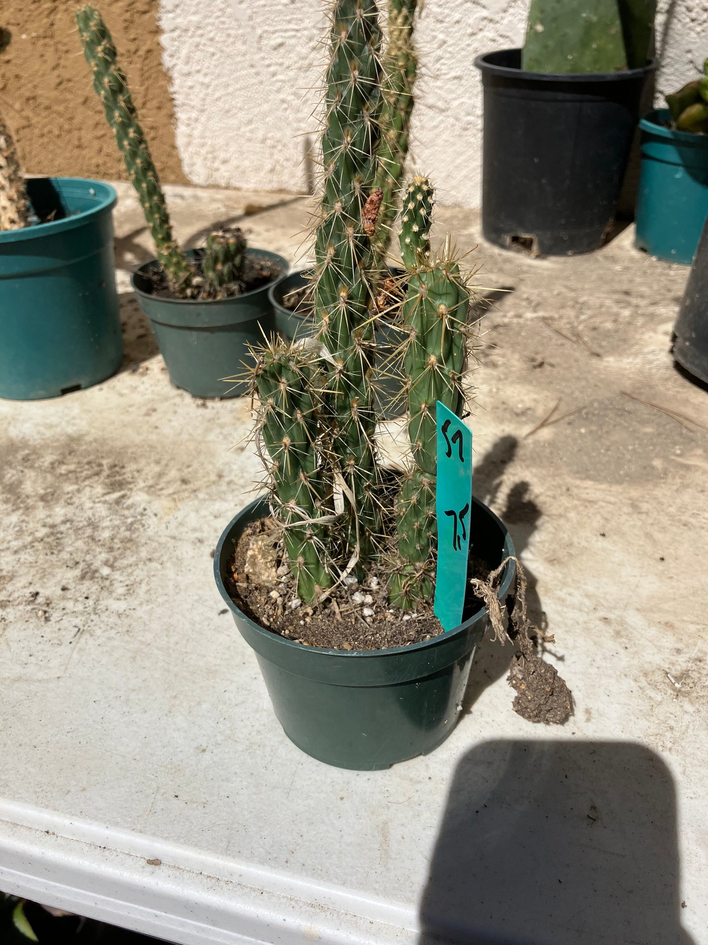 Cholla Cylindropuntia Buckhorn Cactus 7.5”Tall #57G